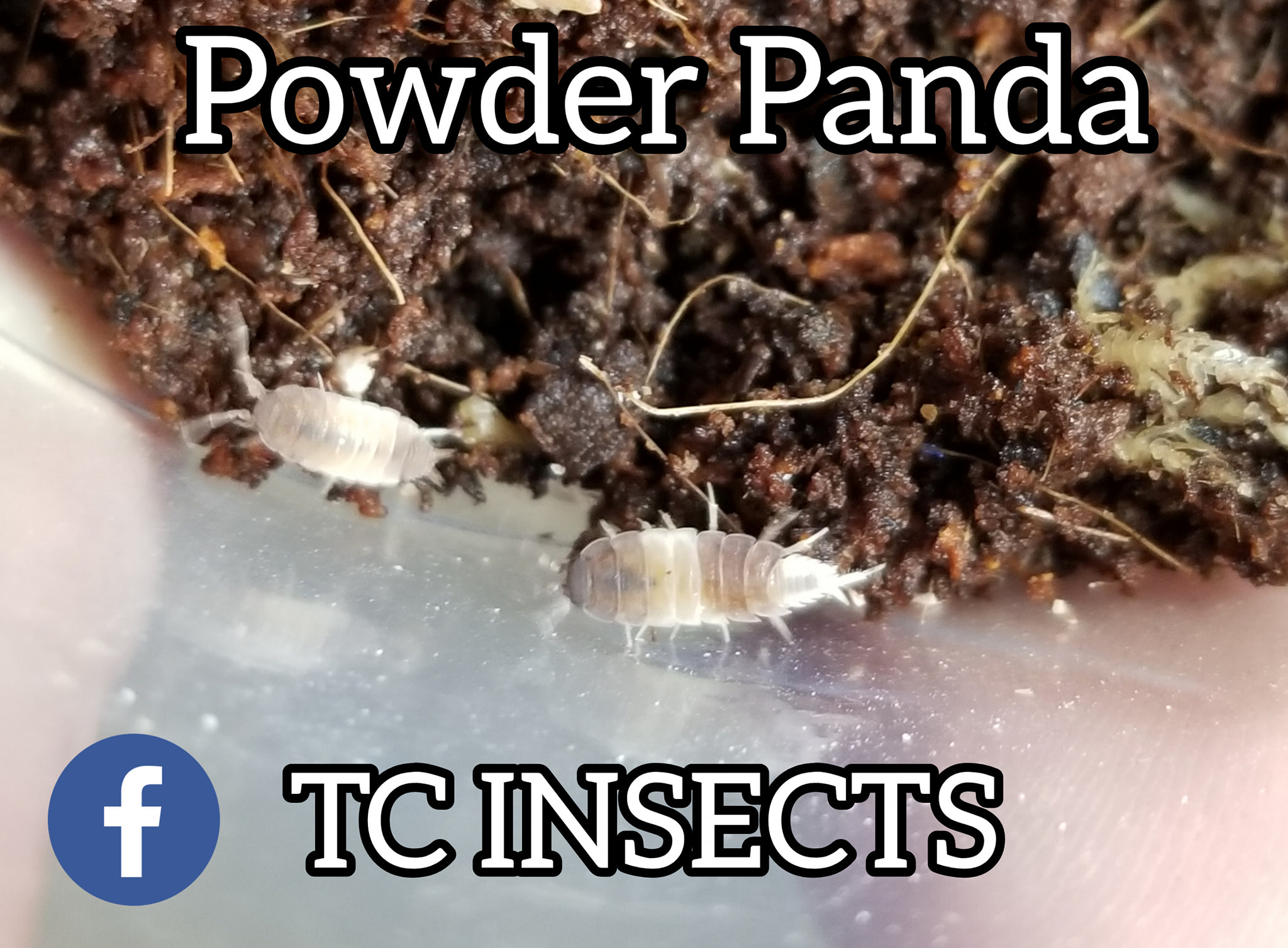 TCINSECTS.com - 🐼🐼 Powder Panda 🐼🐼 Introducing another in house created ...