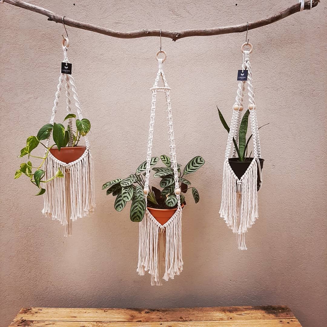 lindem - 🌱 All you Need is Plants 🌱 Hablemos de...