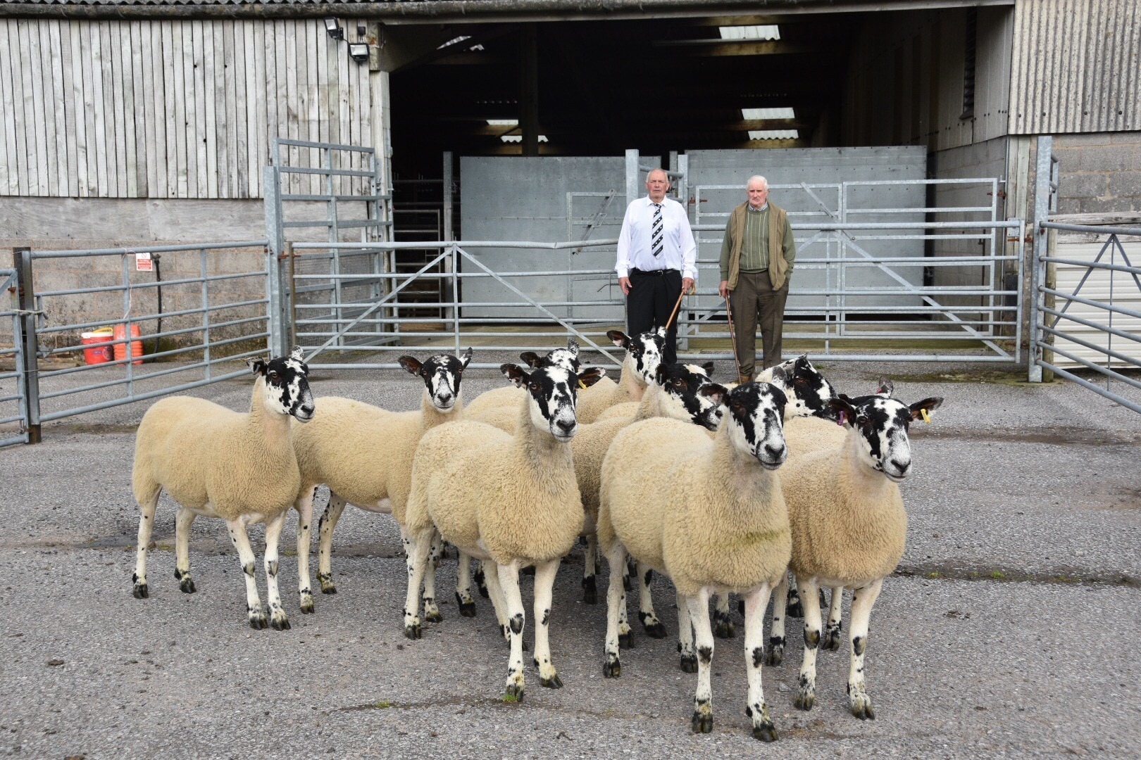 Evening Sale of Mule Gimmer Shearlings
