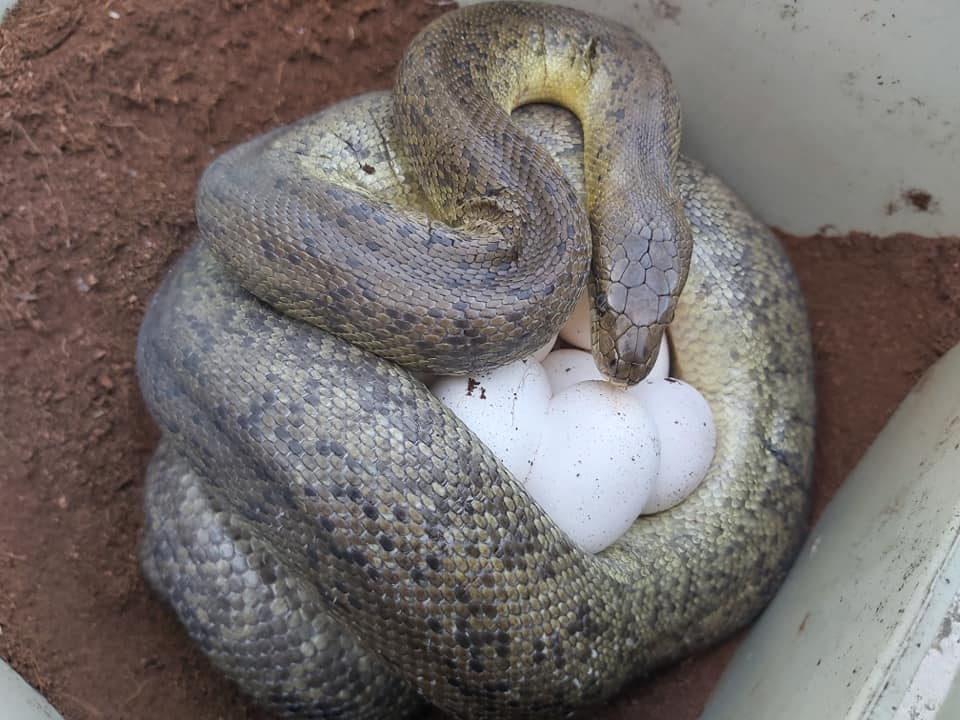 Fathom Exotics - Macklot's Python (Liasis mackloti) laid...