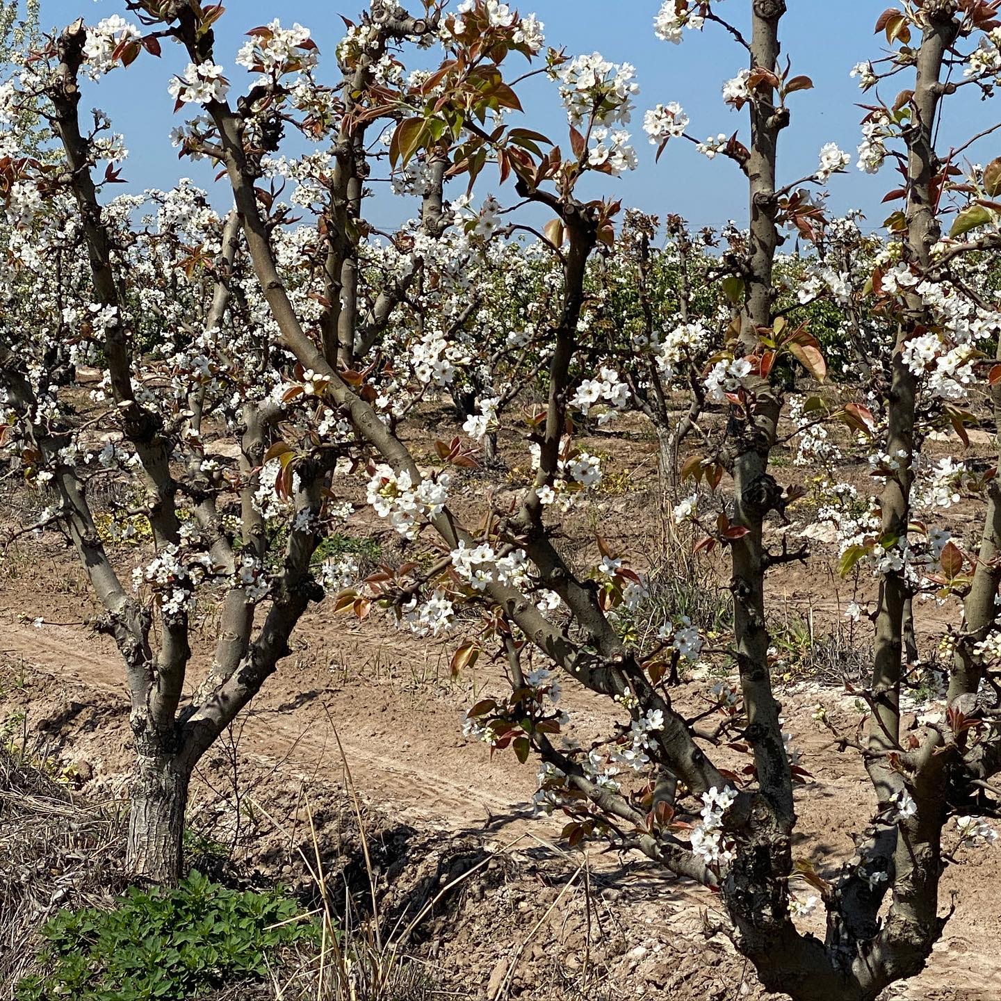 Terry Ranch | Dinuba CA