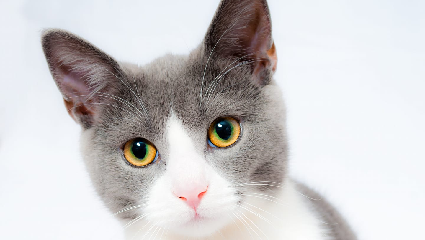 Scatterty Cattery | Cornhill