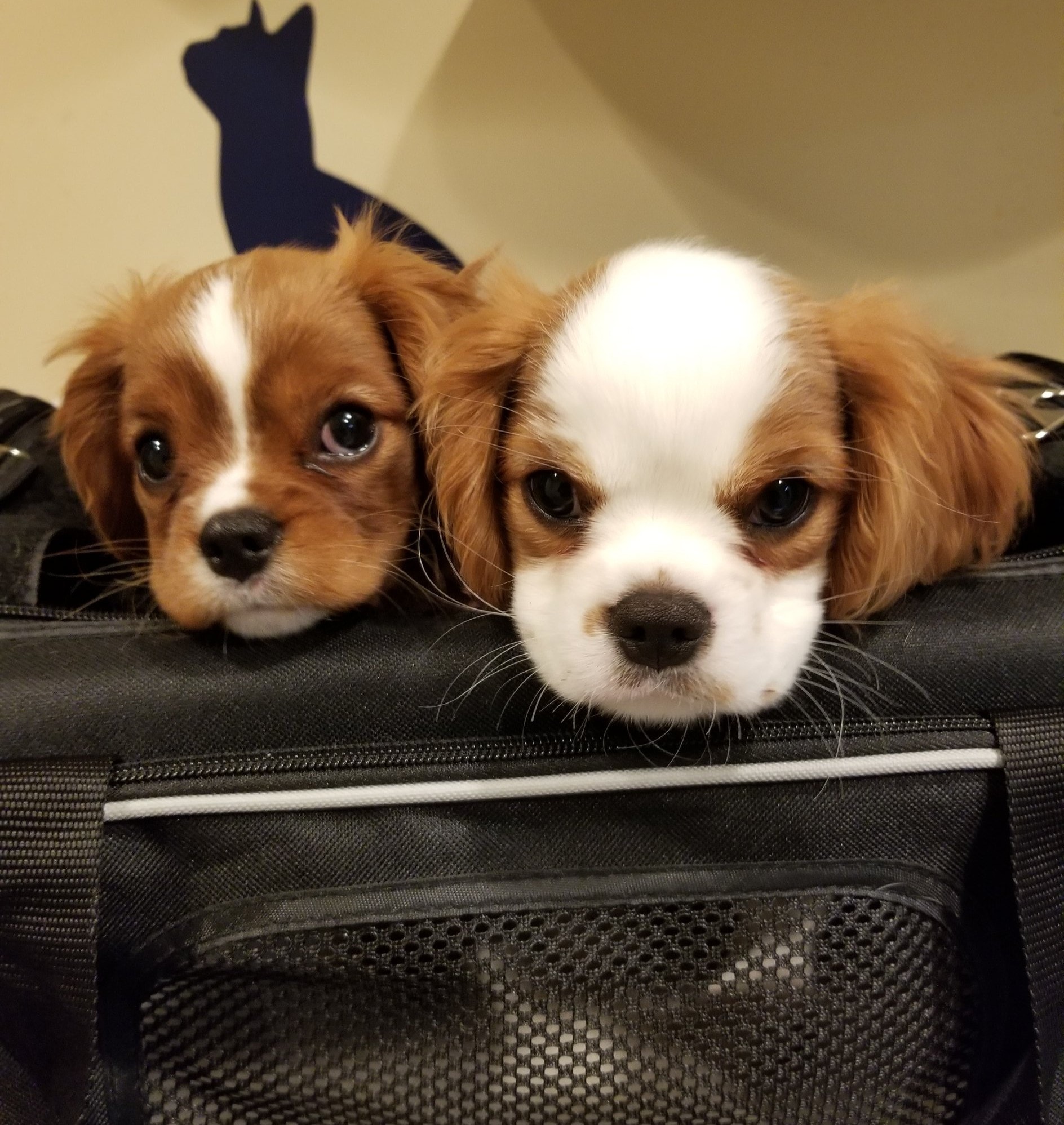 📸 Puppies Of The Day! 📸... - Orange Hill Veterinary Hospital | Facebook
