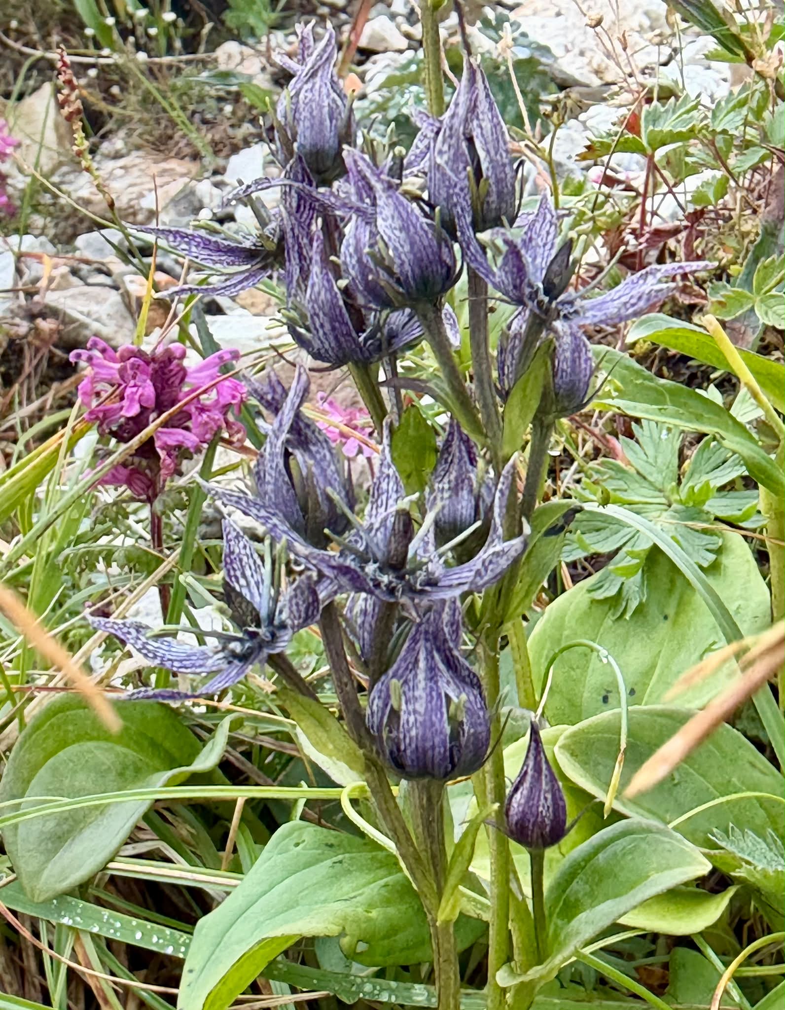 涼を誘う斑入り植物・・・今年も色々なギボウシの斑が綺麗でした