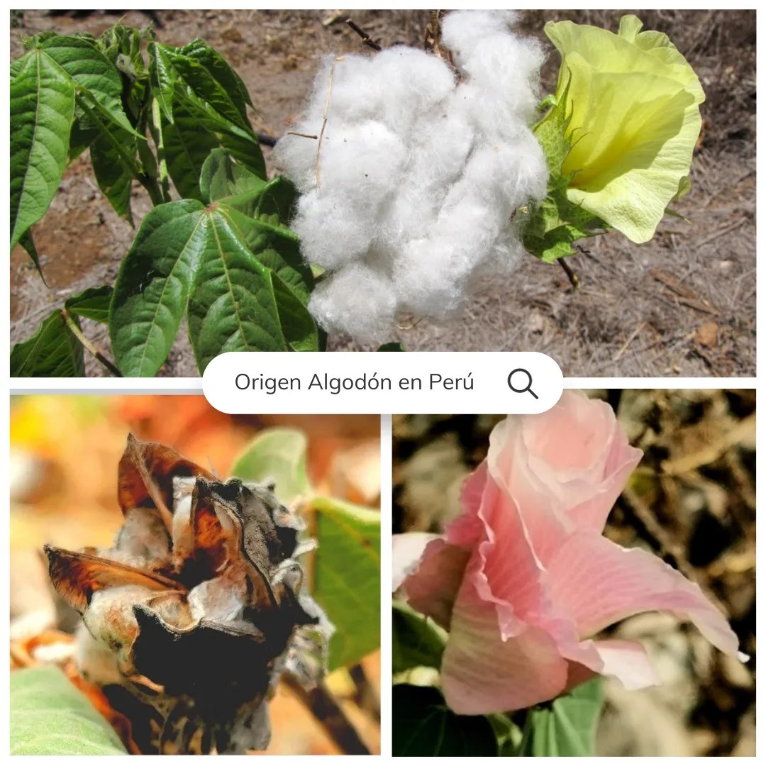 ¿Sabías que el... - Asociación Cultural Textil del Perú