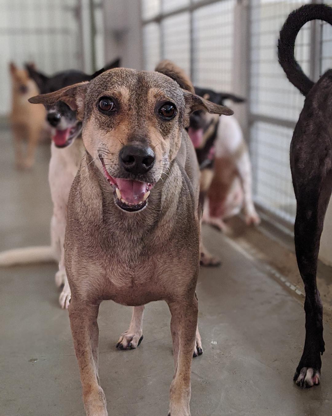 SOSD Singapore - Meet Truffle! A 3.5 year old HDB-approved...