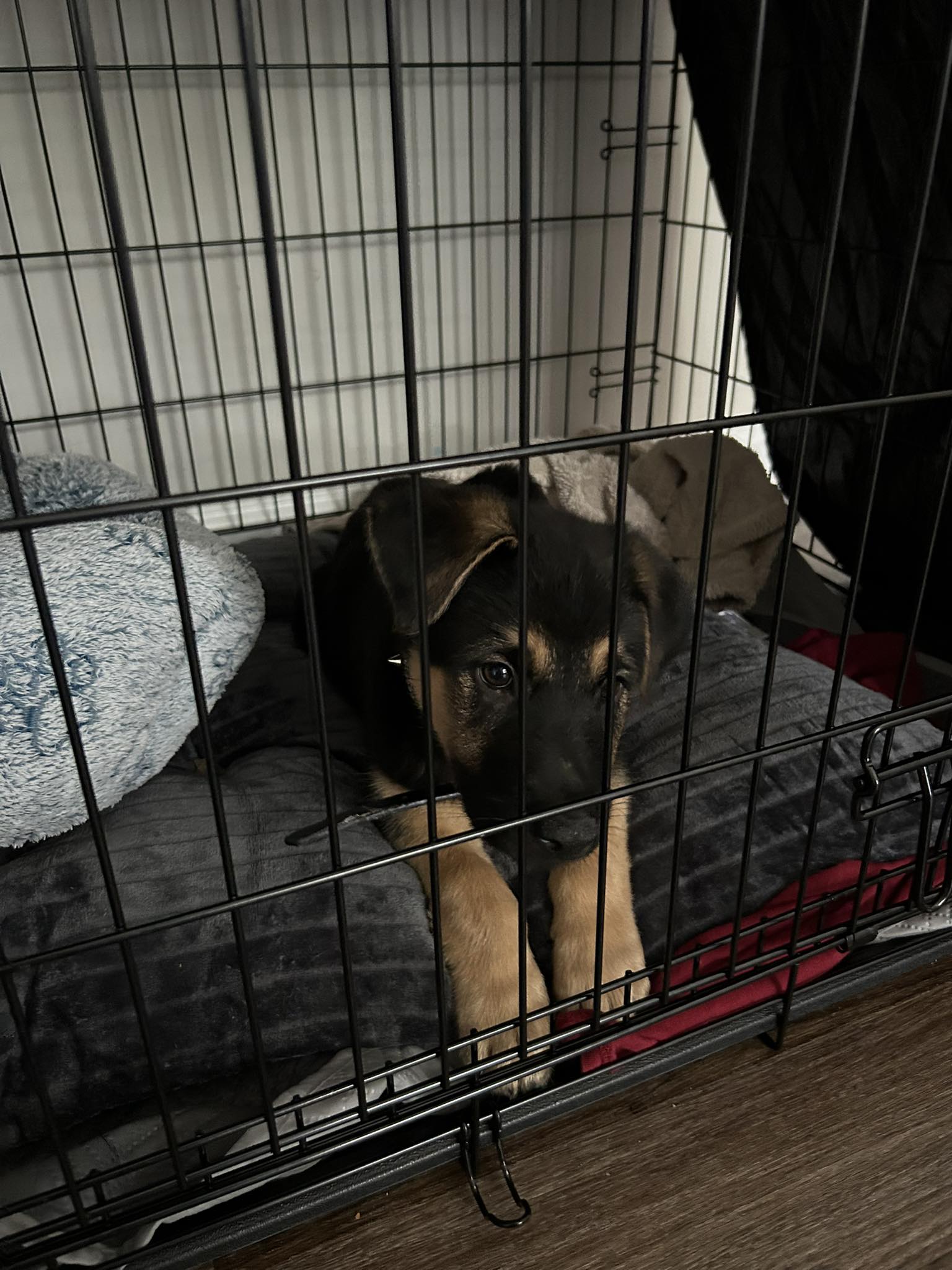 How to Stop Dog from Barking in Crate: Proven Tips