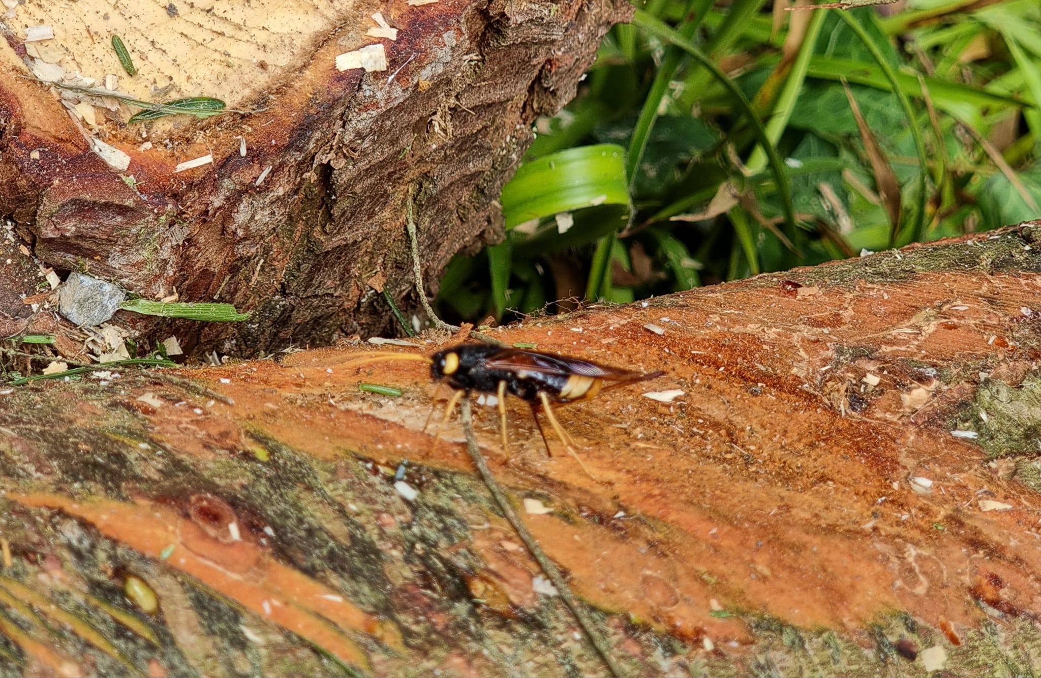 Insects and other Invertebrates of Britain and Europe | Went to Bodant ...