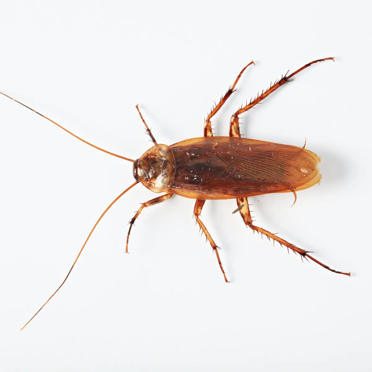 Gayan - Cockroach Theory Sunder Pichai- -Don’t miss to read A beautiful ...