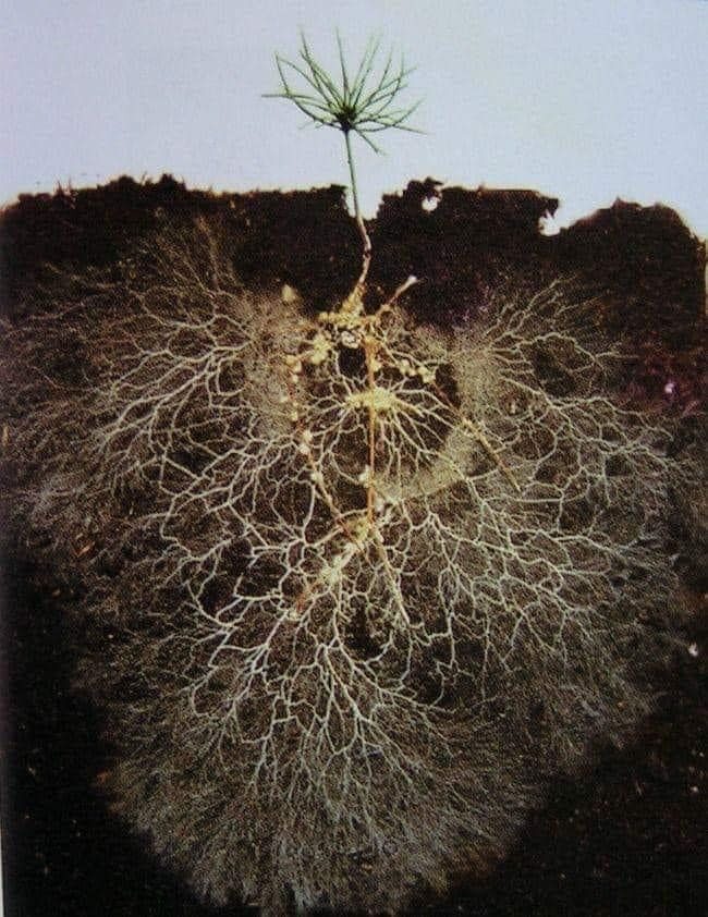 The Nicey - A small pine tree grown in a glass box shows the intricate ...