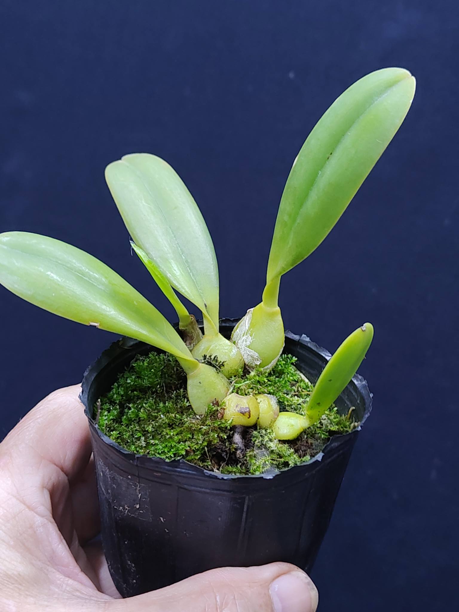 售】Bulb. schinzianum，非洲原生種，虎斑豆蘭，實生。 🌿虎斑花紋