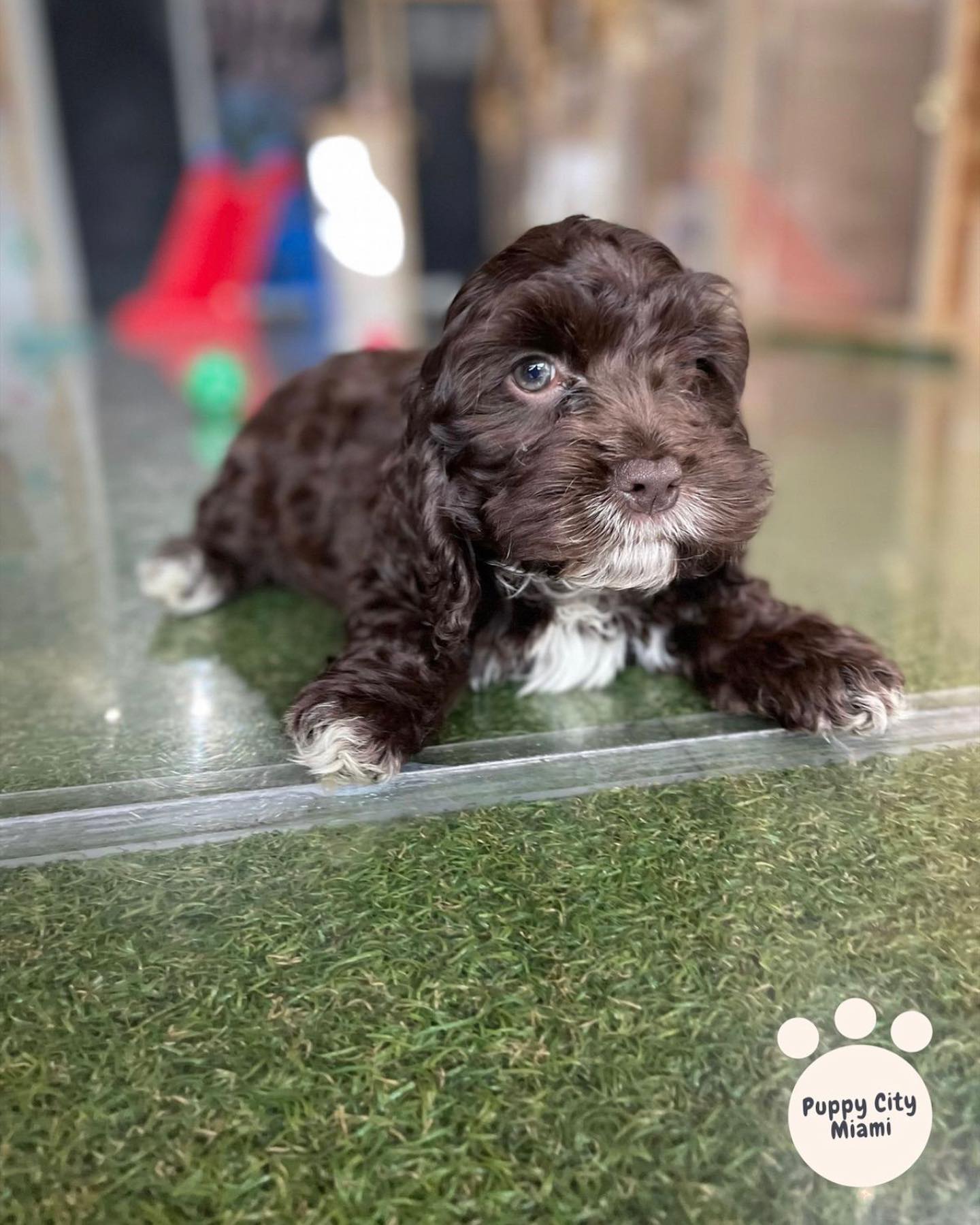 Puppy City - Meet Nala the Cockapoo #cockapoo... | Facebook