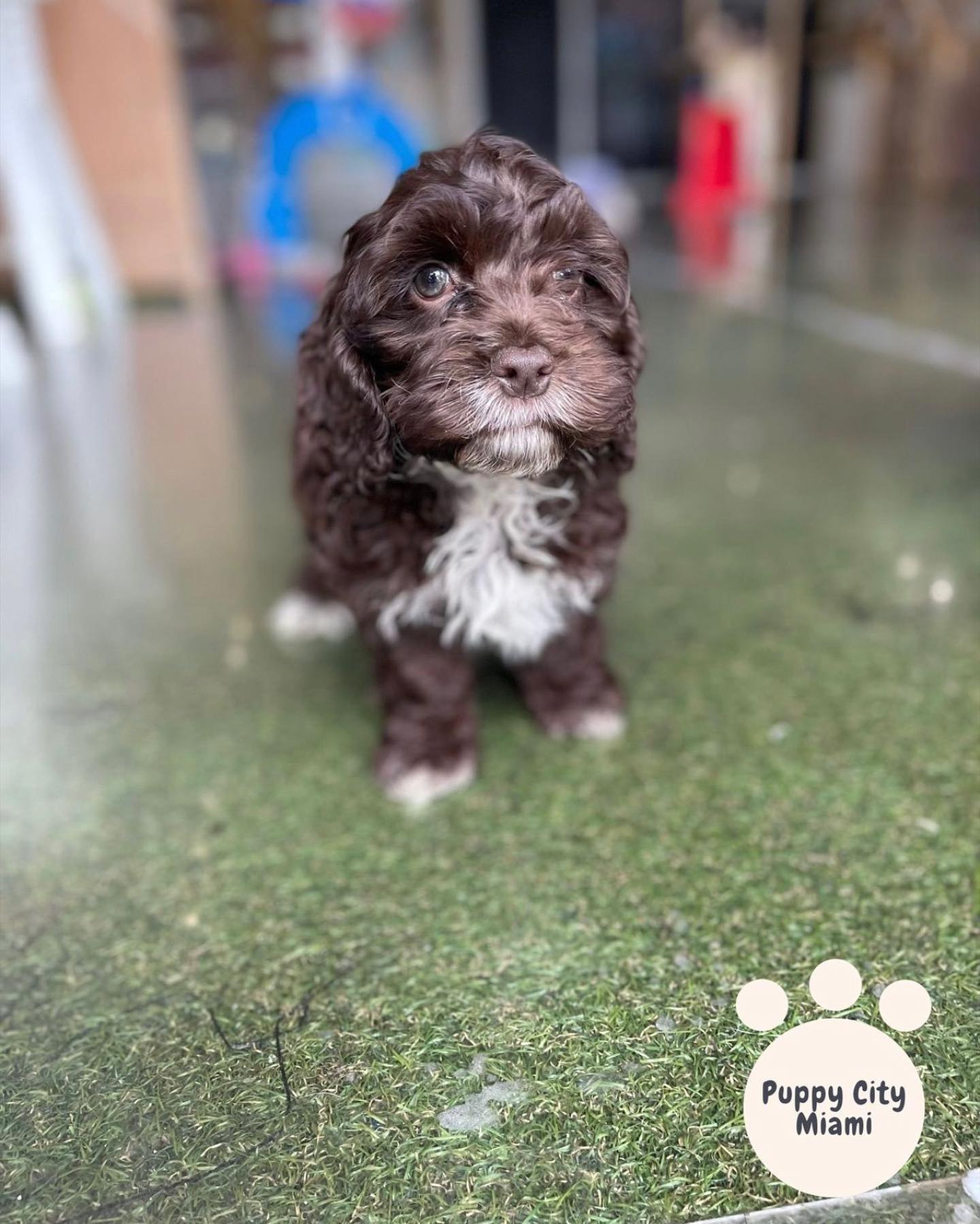 Puppy City - Meet Nala the Cockapoo #cockapoo... | Facebook