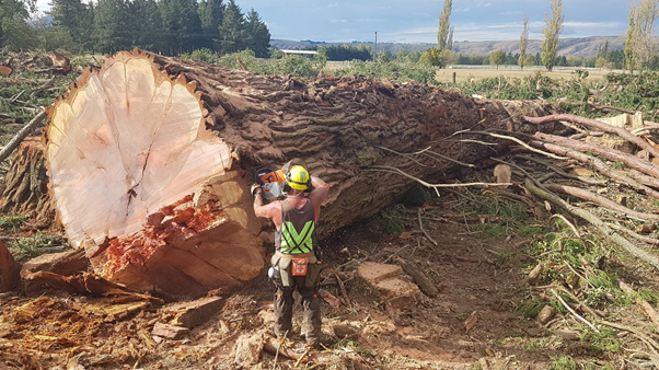 Canterbury - Check out this gigantic redwood being logged by Riki Cook ...