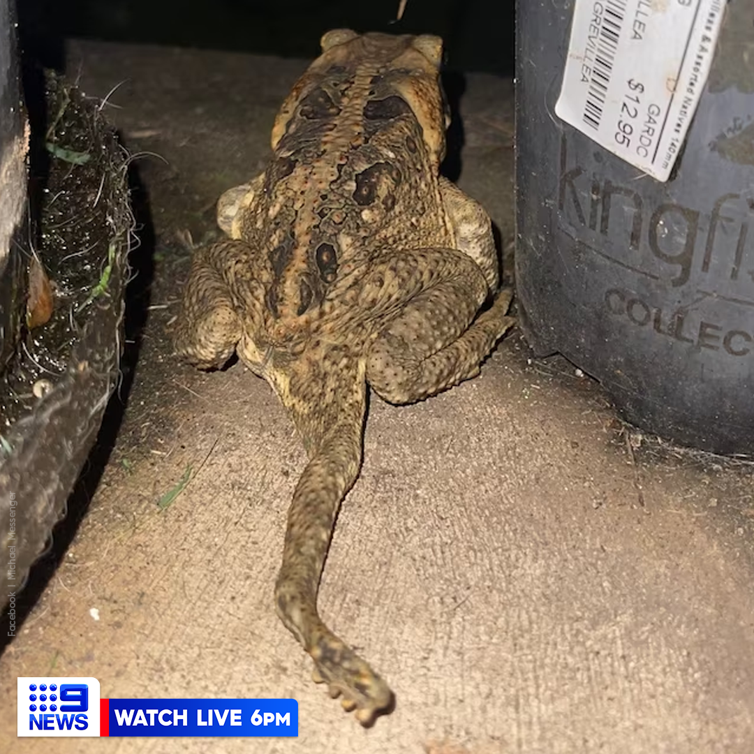 9 News - You've seen TOADZILLA, but have you ever seen a five-legged ...