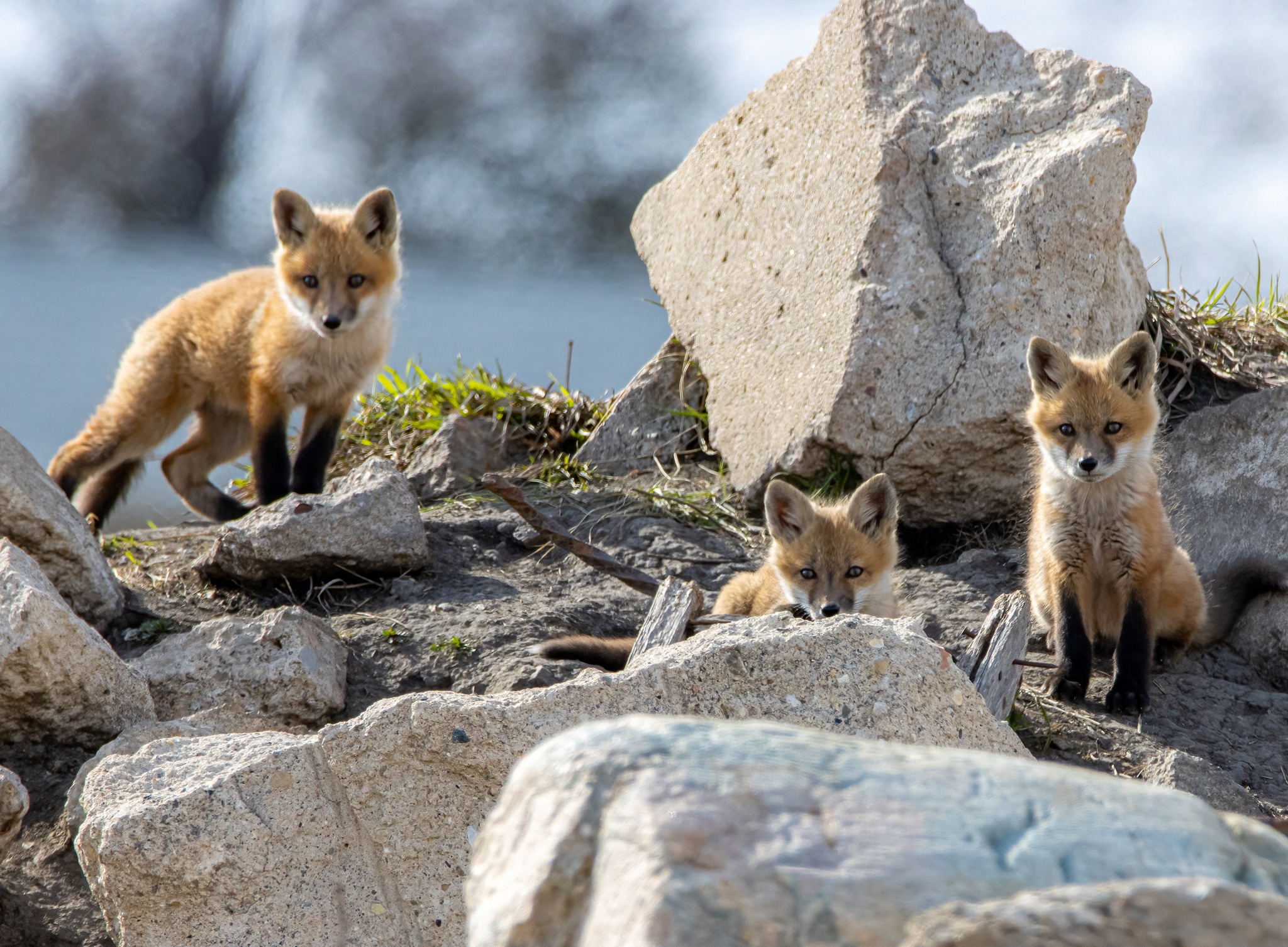 What does the fox... - Iowa Department of Natural Resources