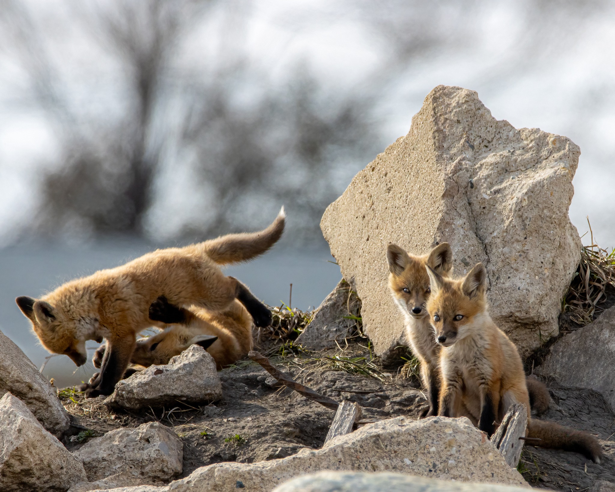 What does the fox... - Iowa Department of Natural Resources