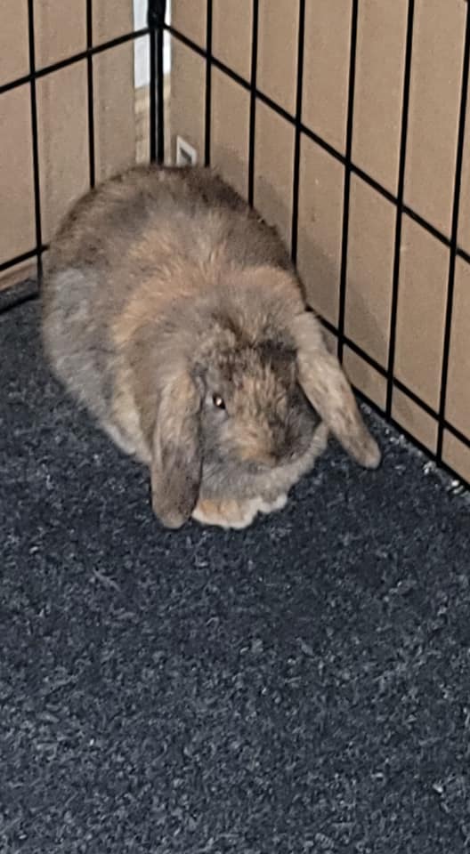 Hop Hop Rabbitry