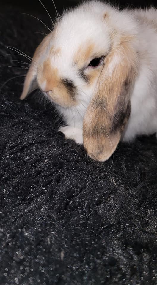 Hop Hop Rabbitry