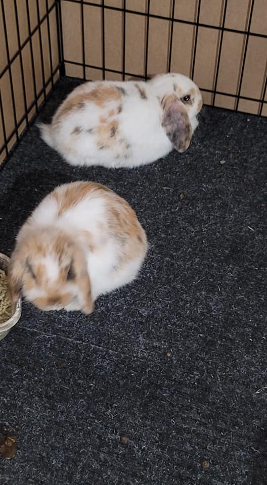 Hop Hop Rabbitry
