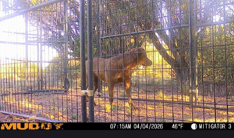 Missy trap successfully erected for stray dog capture