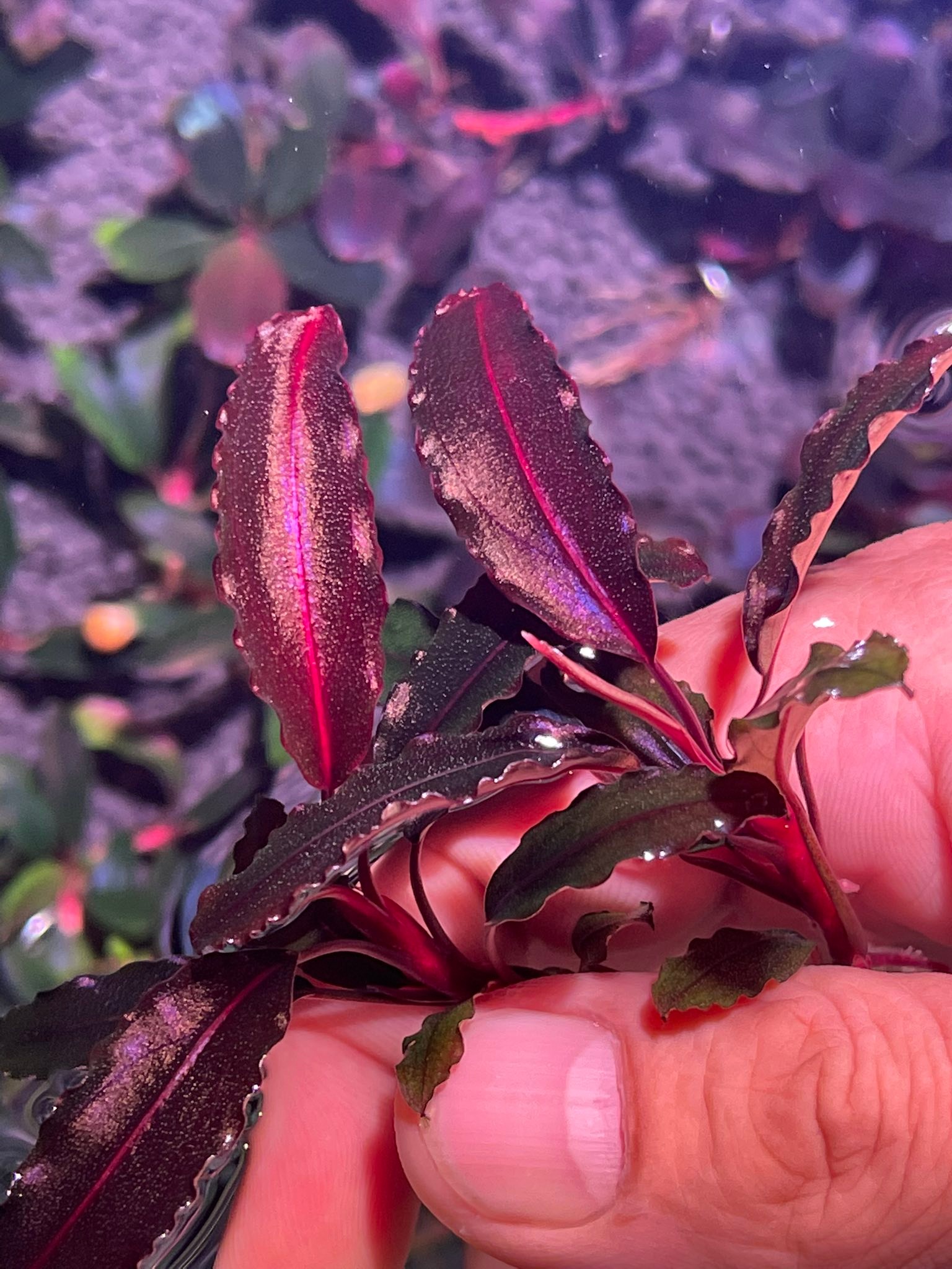 Bucephalandra sp. Ghost Variegata Pink | ヤマダウェブコム