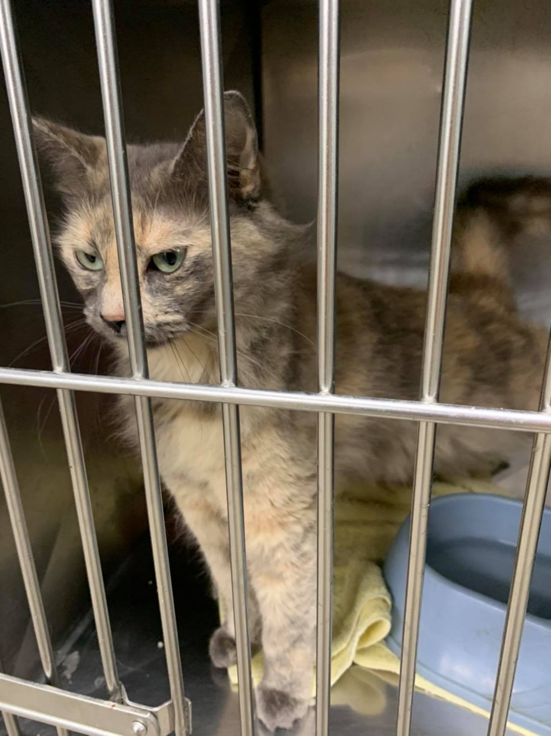 🐾 Faces of the Day 🐾 Like,... - Lake City Humane Society