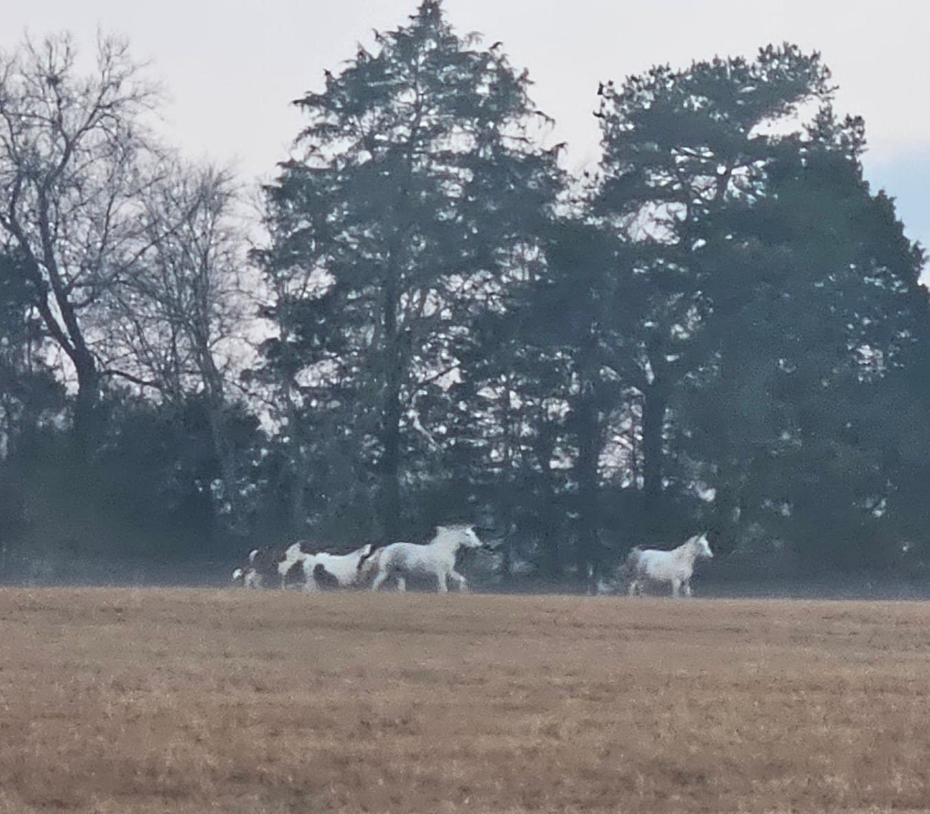 Sunset Ridge Acres | Decatur TN