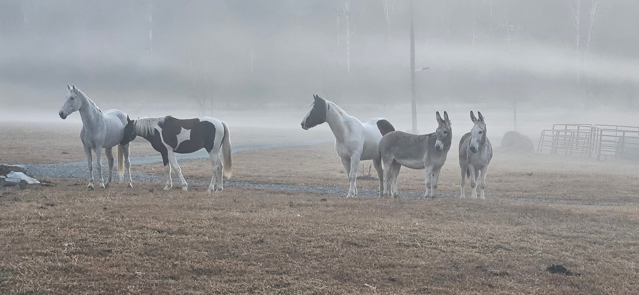 Sunset Ridge Acres | Decatur TN