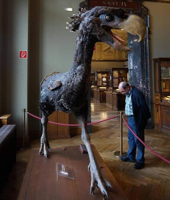 Terror bird, a large carnivorous flightless bird
