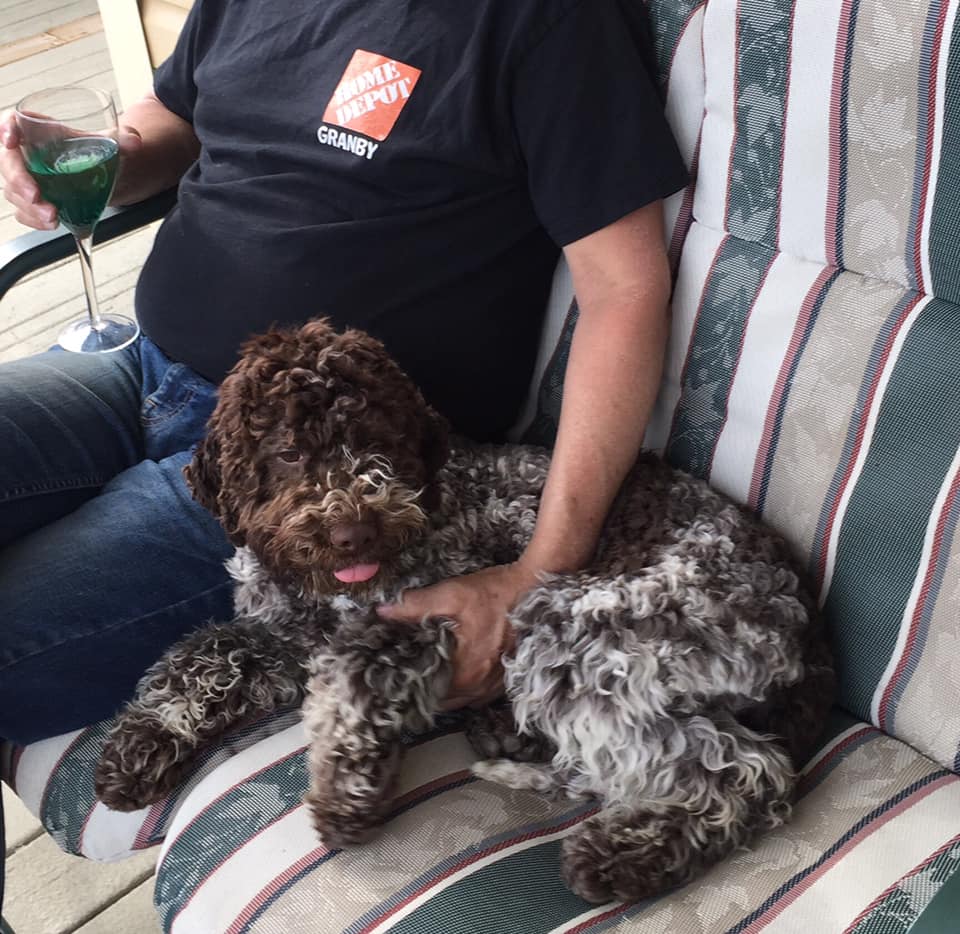 Lagotto Romagnolo Races De Chien