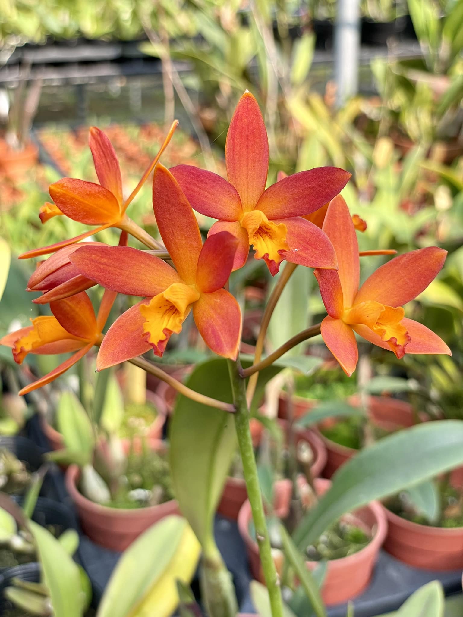 Laelia (Cattleya )Zip. A primary hybrid between Laelia tenebrosa