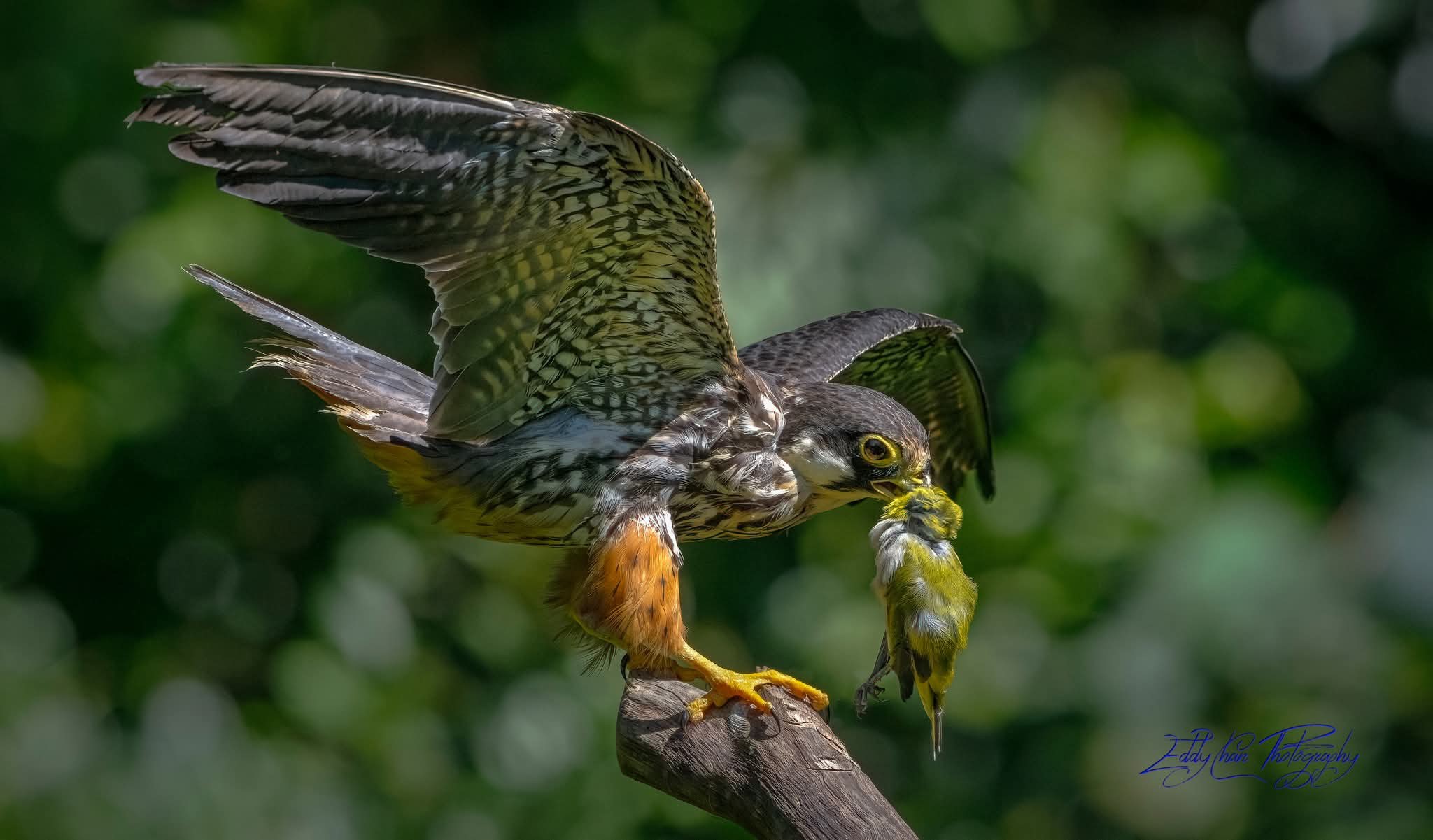香港風景攝影會 | #燕隼 #Eurasian_Hobby #開飯啦 | Facebook