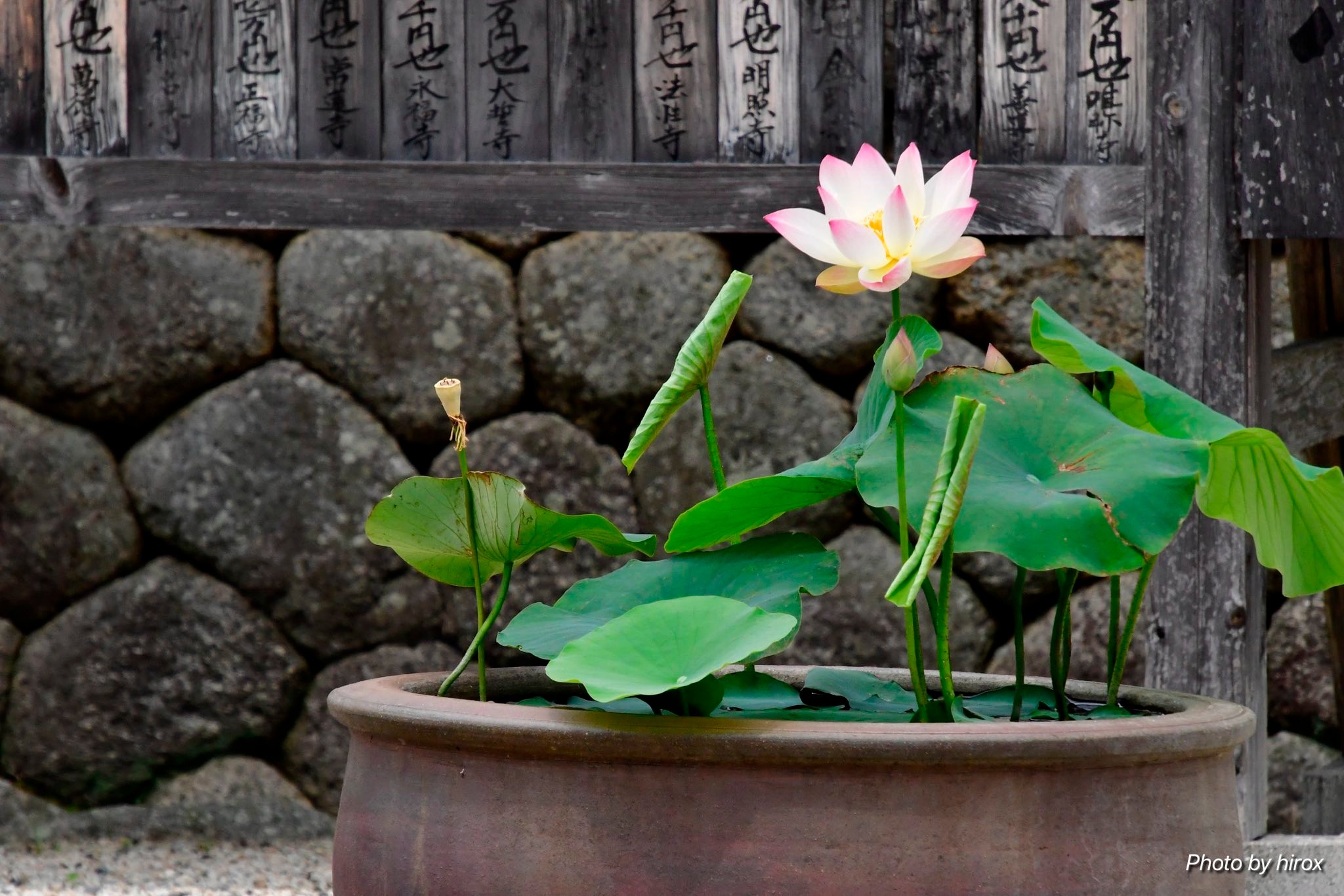 一身田の“専修寺 ”様で花蓮が咲き初めたとの情報を得て参拝させて頂き 