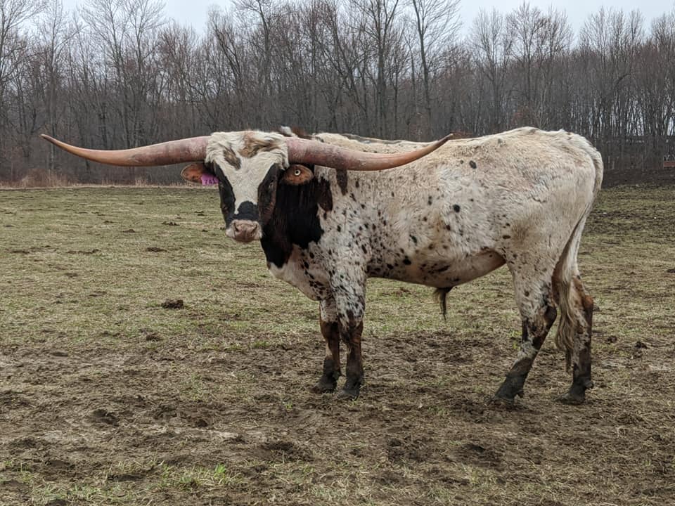 Triple-R-Ranch | Horton MI