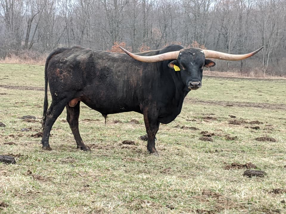 Triple-R-Ranch | Horton MI