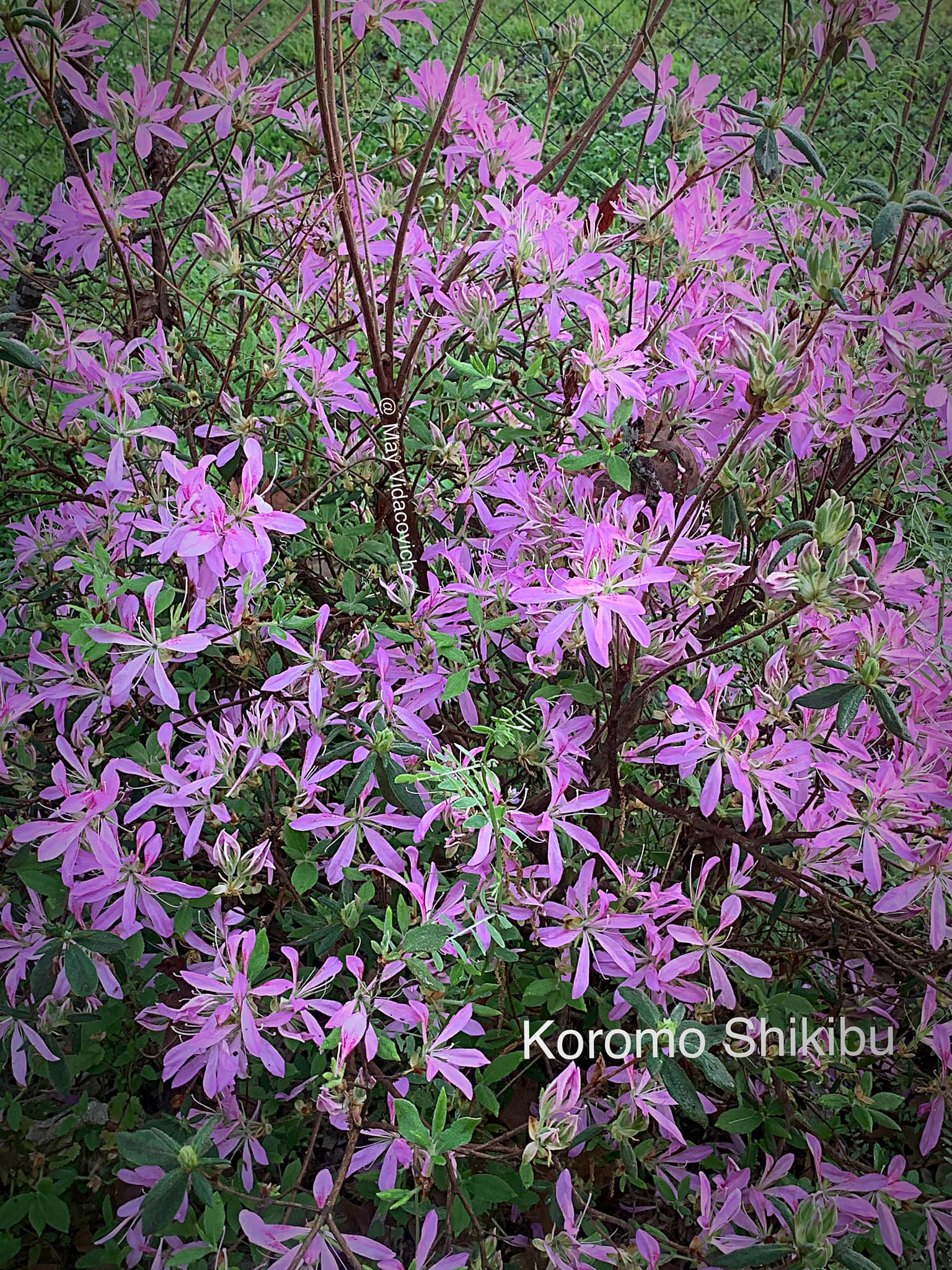 Rhododendron x 'Koromo Shikibu' purple flowers