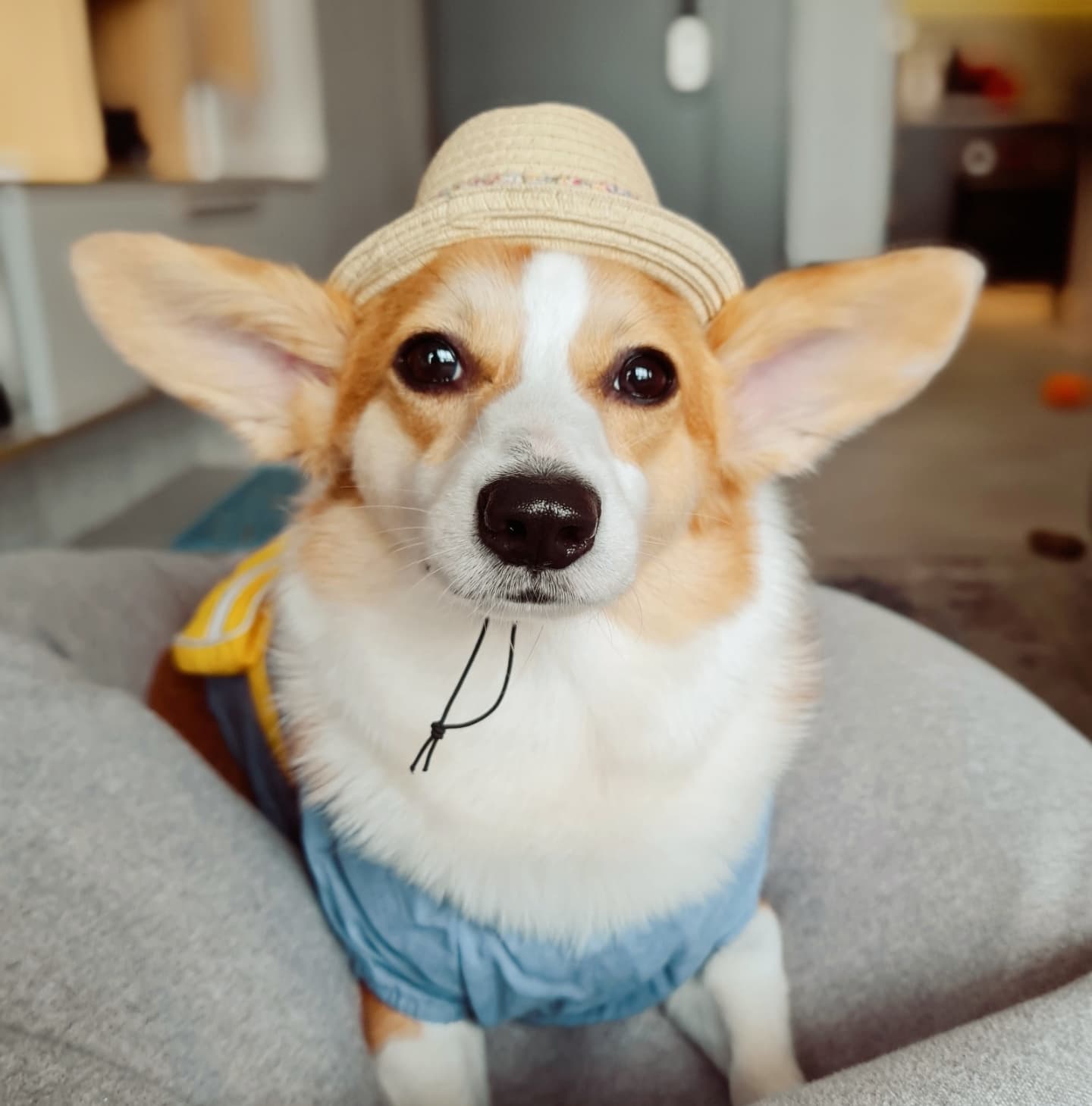 Shadow the Corgi