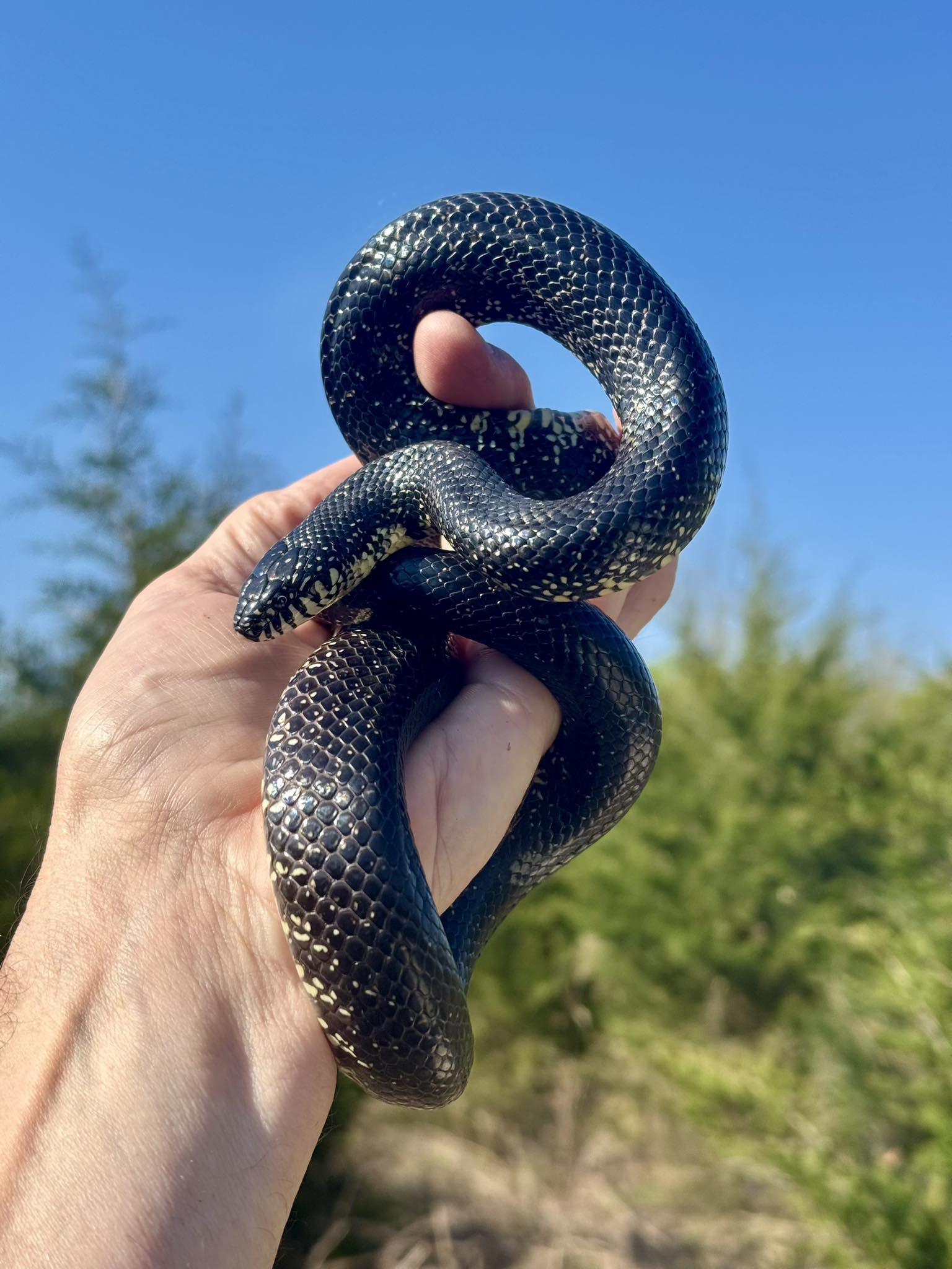 Eastern Black Kingsnake - Lee County