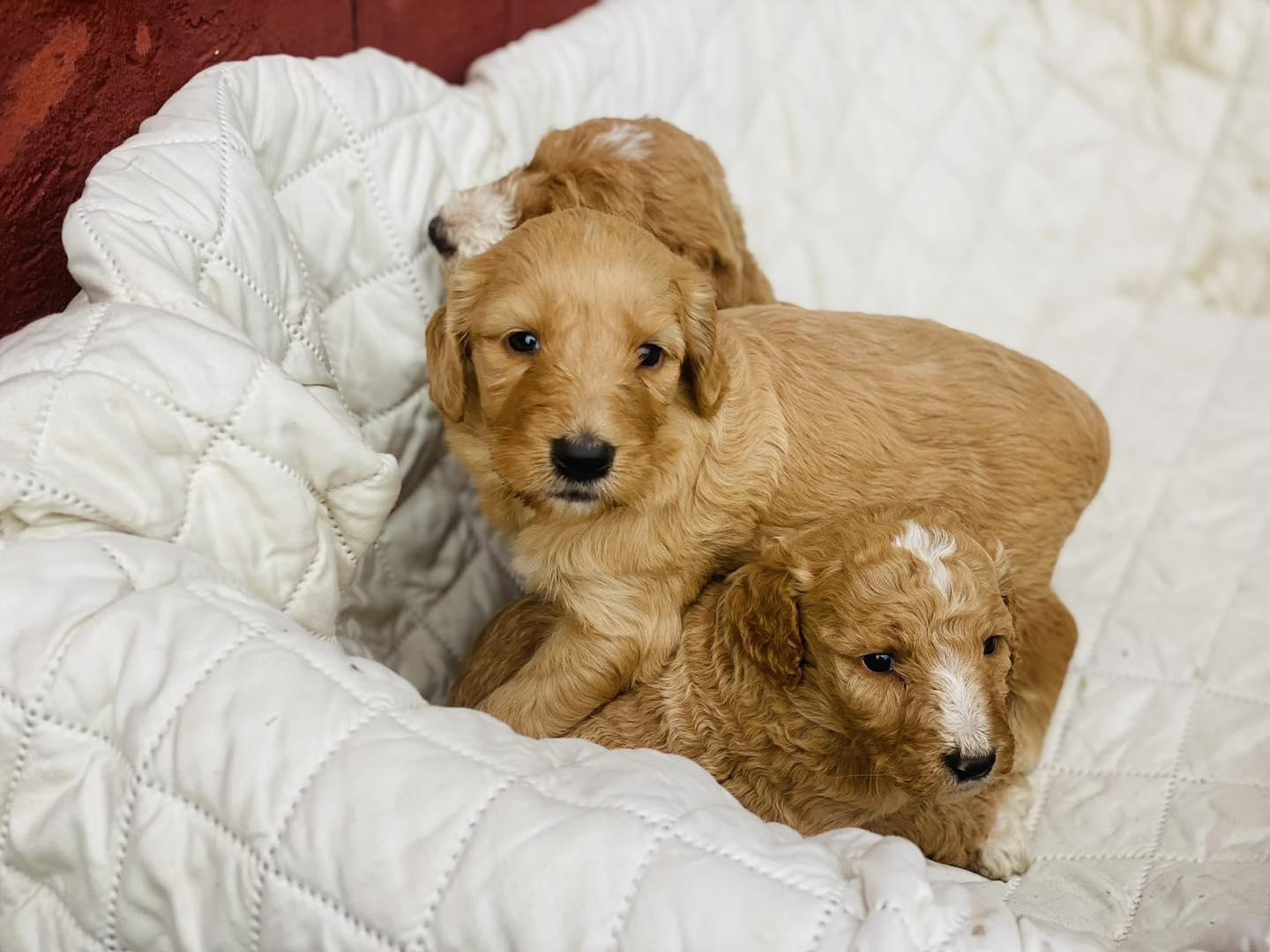 At this time my friend has 2... - Coastal Maine Cockapoos | Facebook