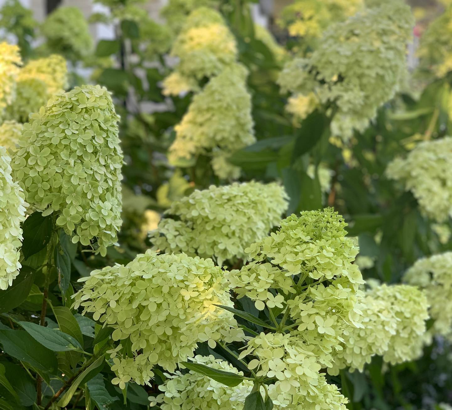 Garden Answer Limelight Hydrangeas Ended Up Being Just Facebook