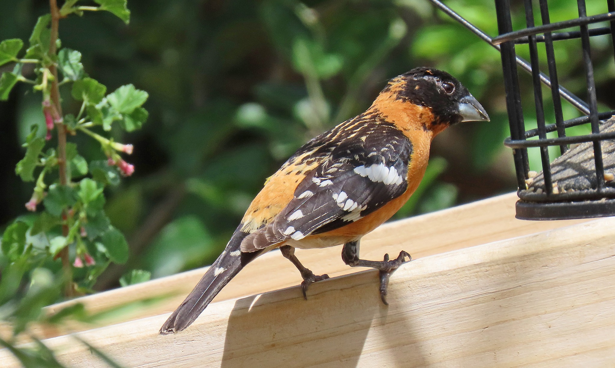 Black and orange birds spotted in southeast Denver backyard