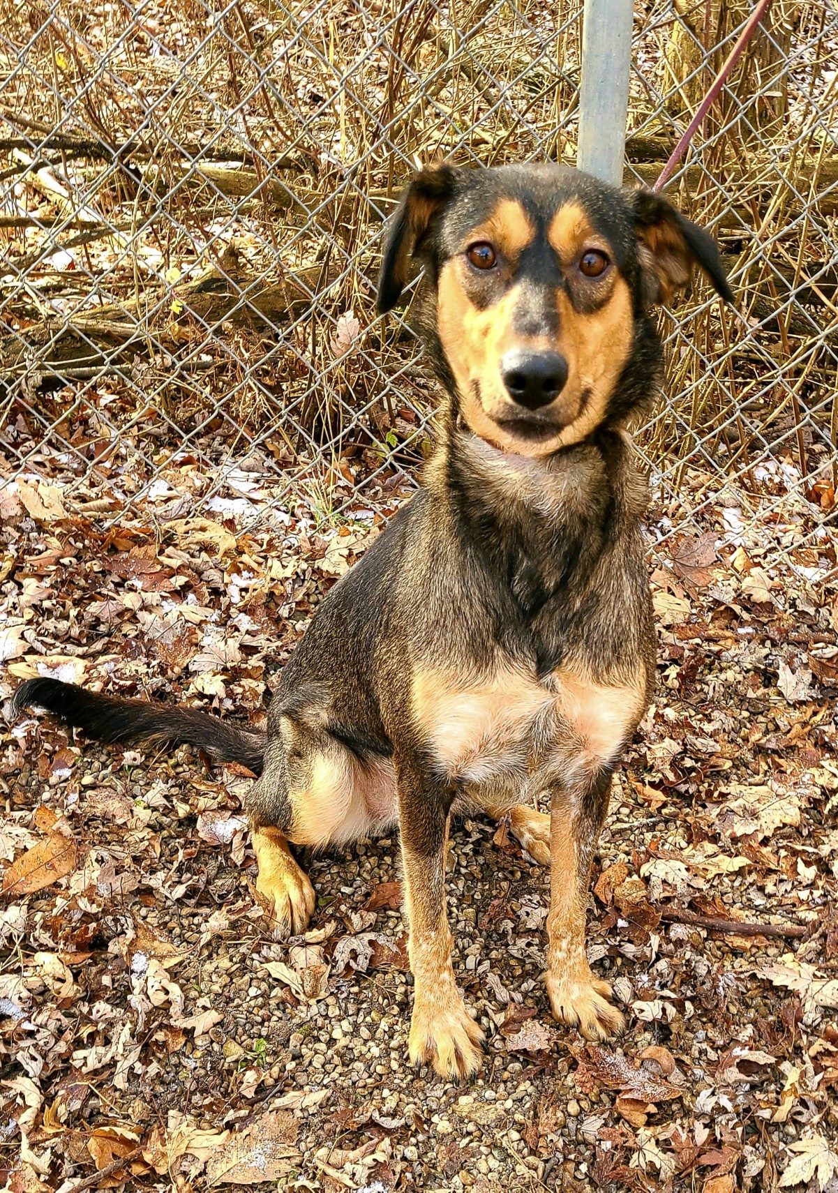 Look at our beautiful girl... - Missaukee Humane Society