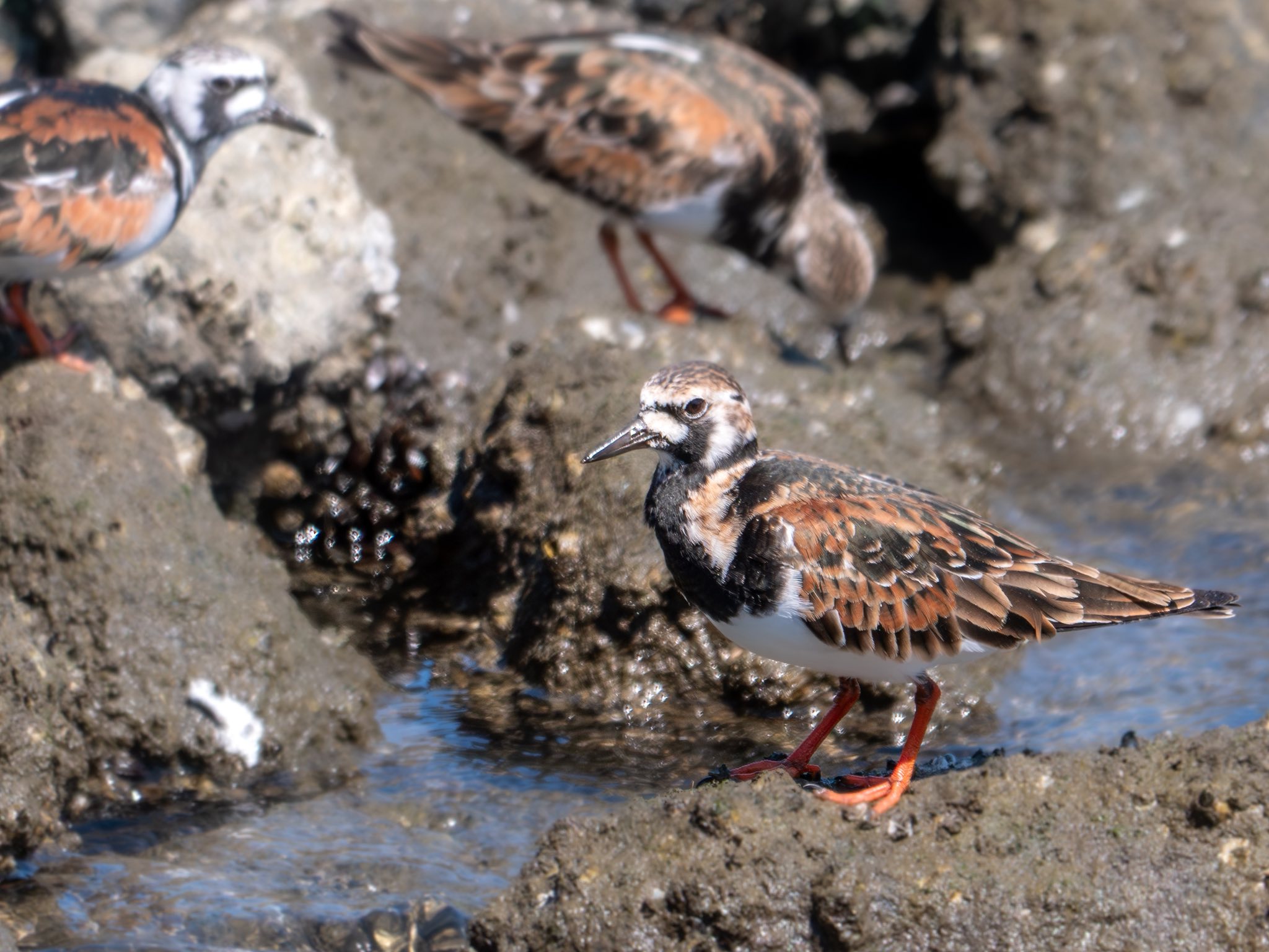 2026年5月5日 東京都大田区 東京港野鳥公園 久しぶりの野鳥公園。 この