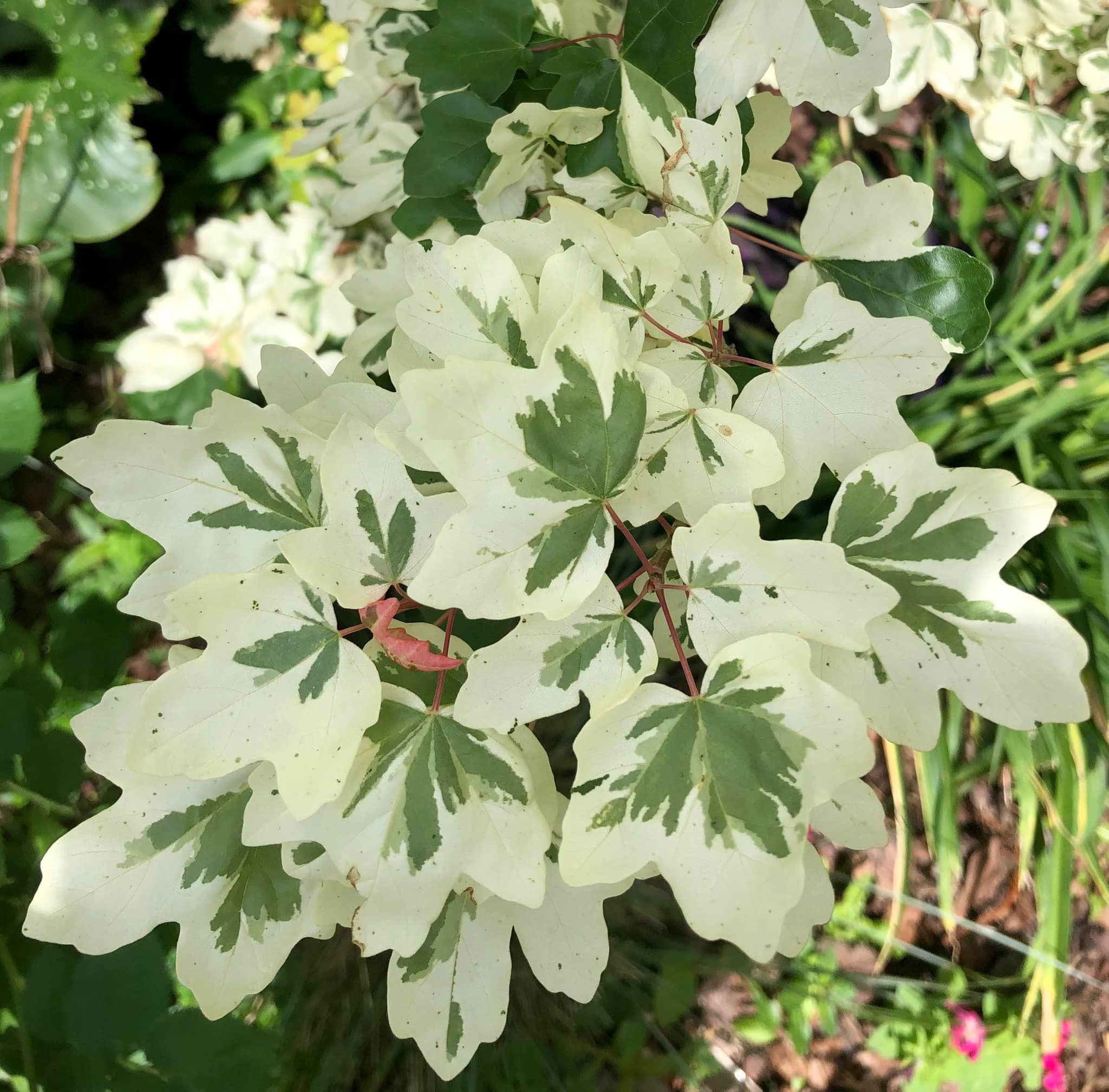 ミナペルホネン onomekaman オノメカマン carnival tree What type of Japanese Maple is 'Carnival'?