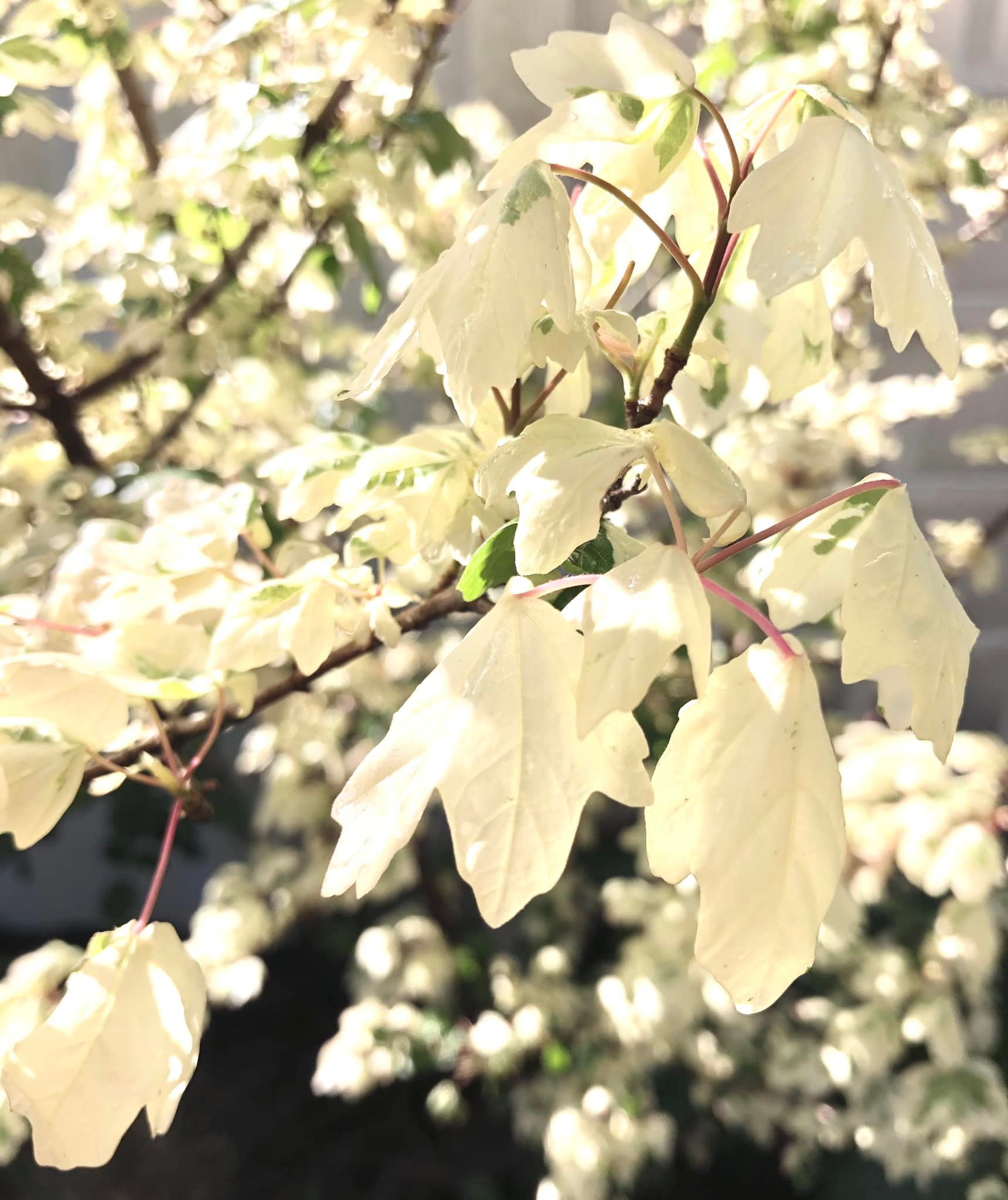 What type of Japanese Maple is 'Carnival'?