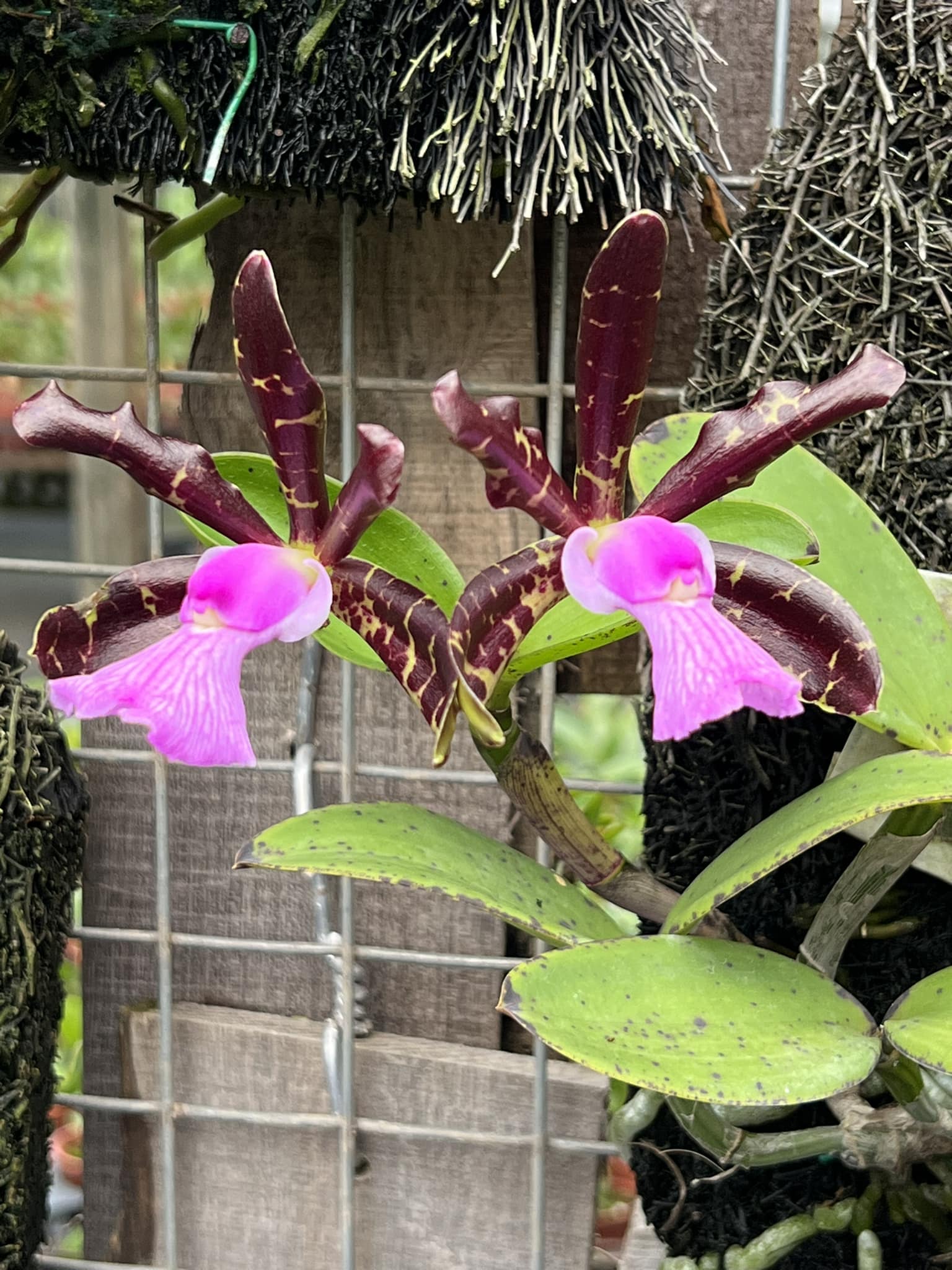 Cattleya aclandiae Albescens a new colorful result of our MZ