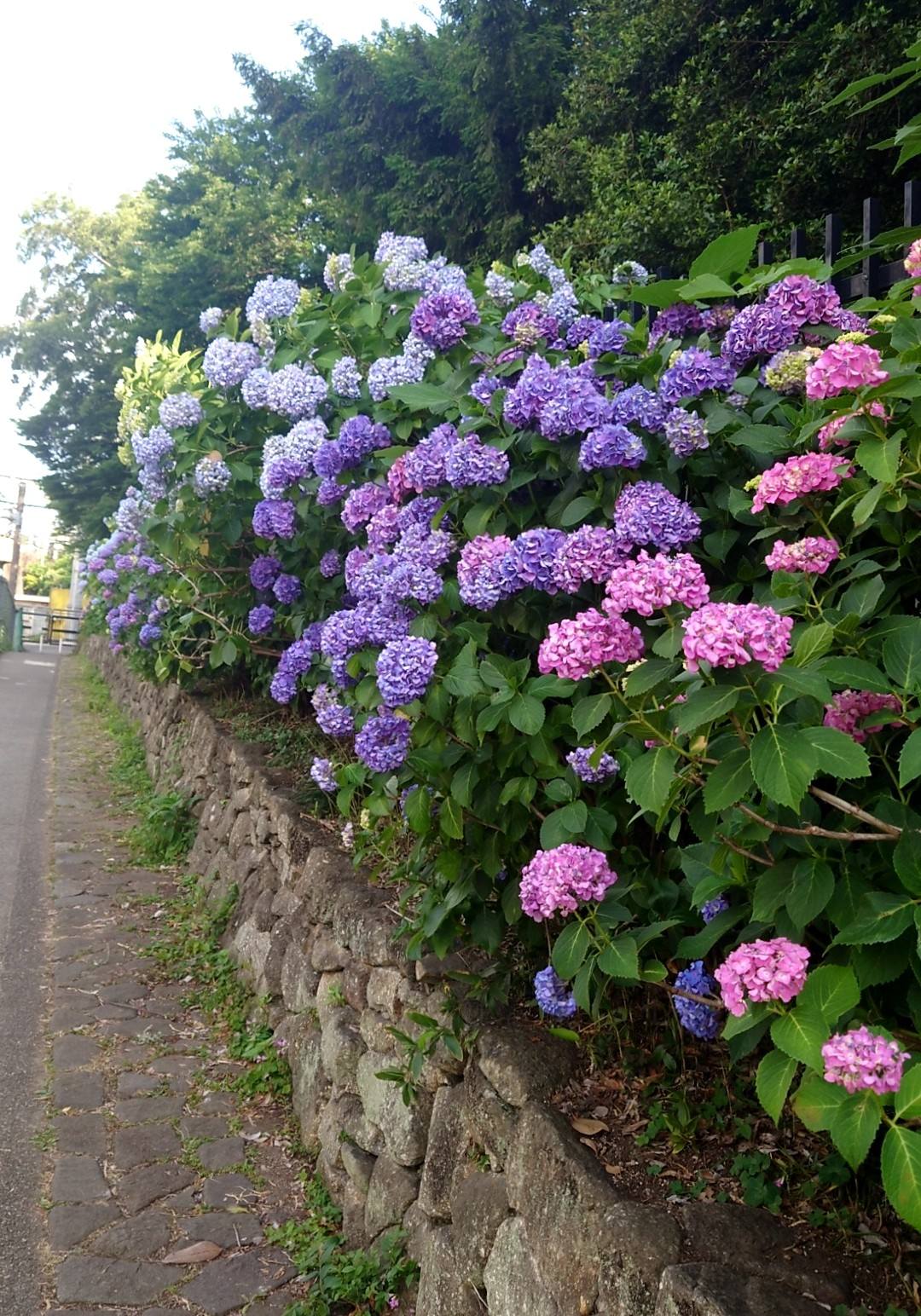 飛鳥山公園の紫陽花 だいぶ飛鳥の小径っぽくなってきました Xperia
