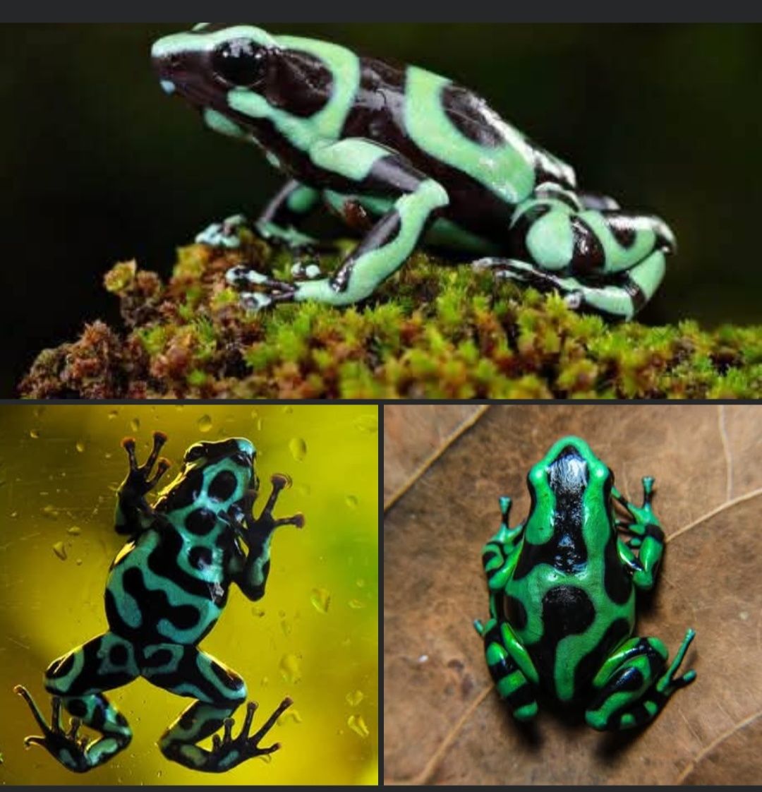 Green and black dart frog in Upper Manoa, Oahu