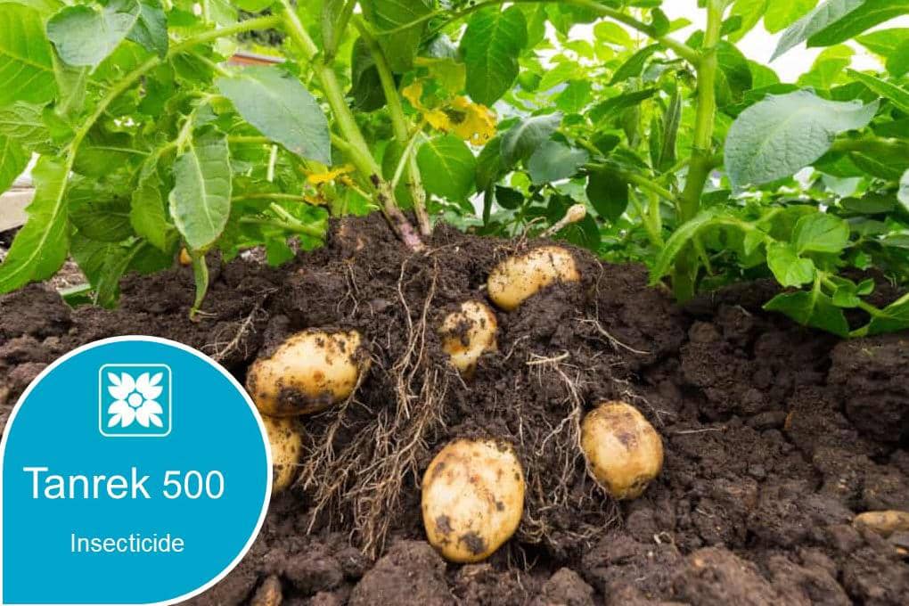 Tiger Agro Chem - Tanrek 500, the best choice for flexible crop ...